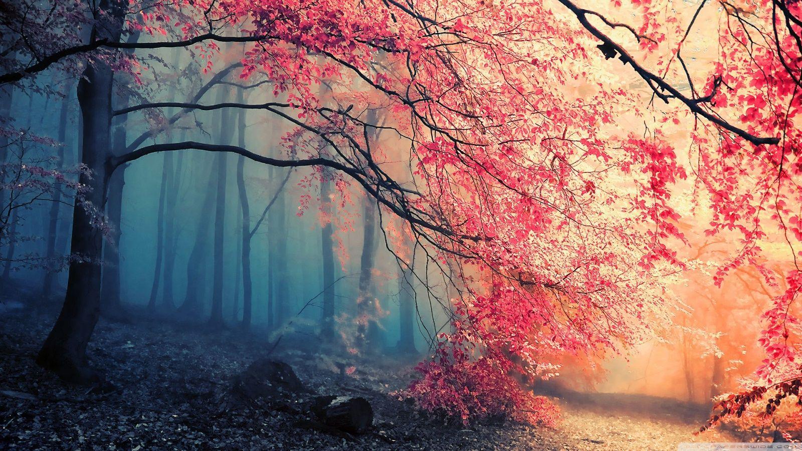 Colorful Forest Wallpaper