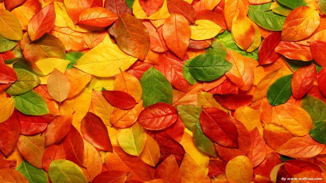 Flowers And Leaves 3D WallpaperD HD Wallpaper. Autumn