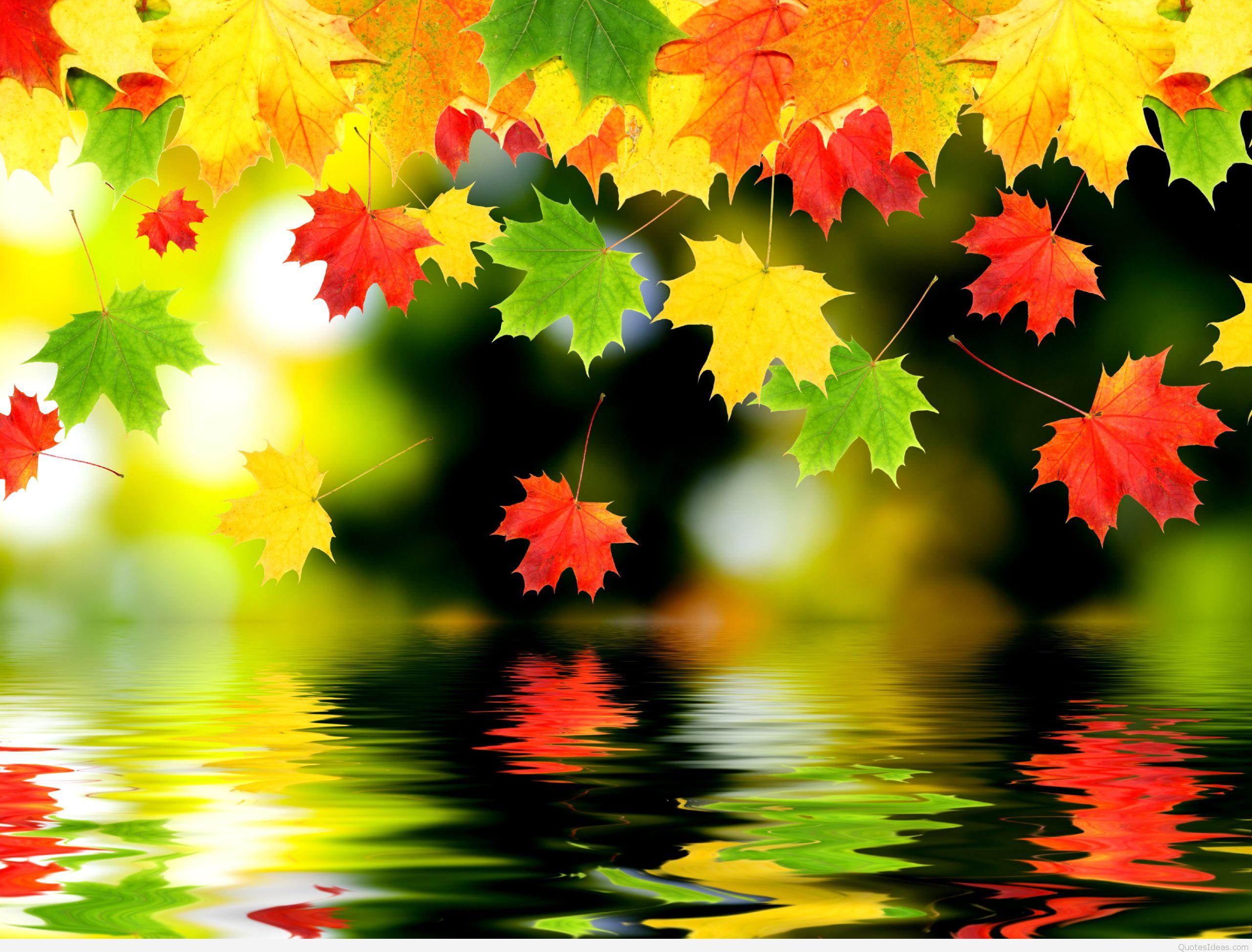 Colorful Leafs Natural HD Autumn