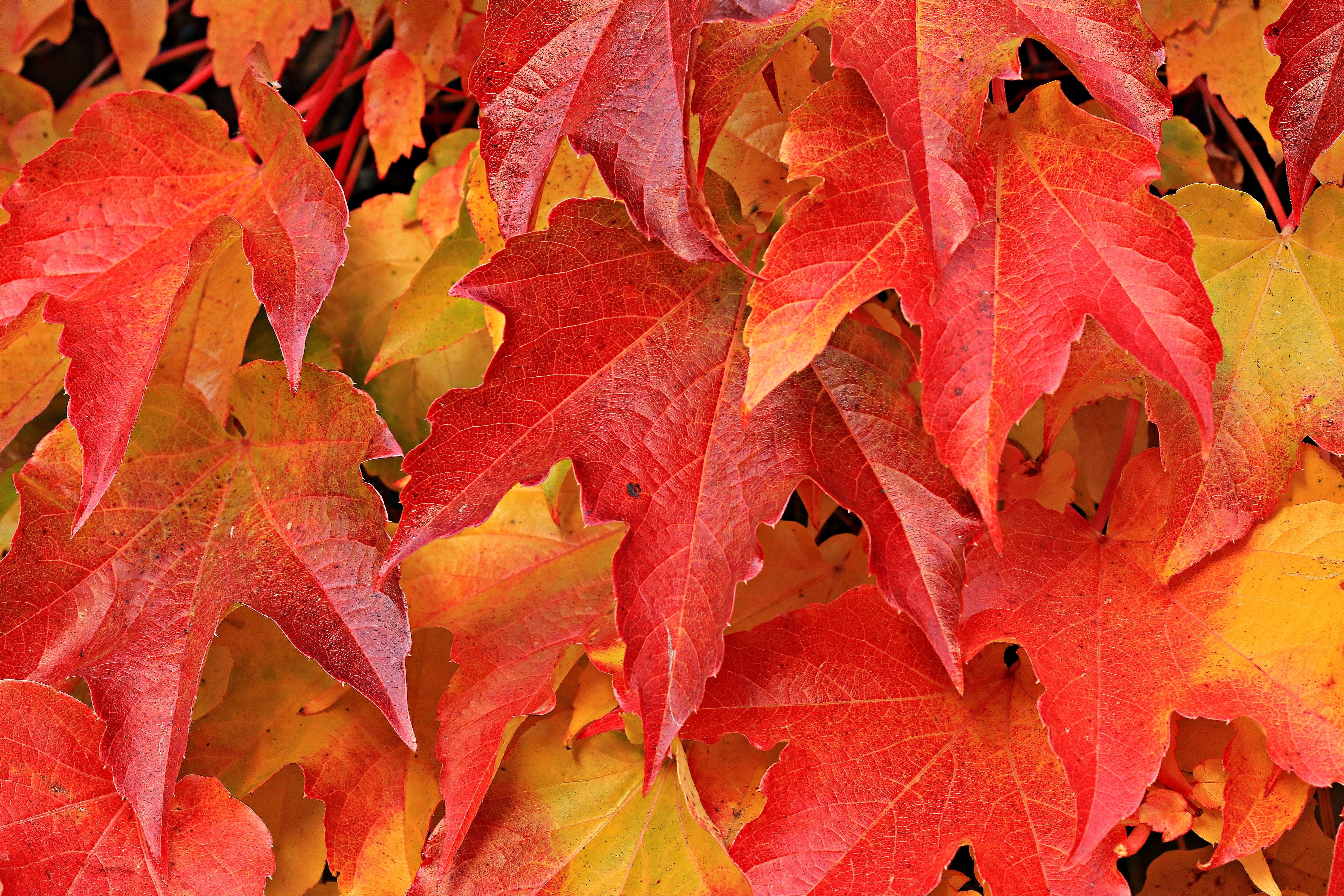 Autumn, Autumn Colours, Autumn Leaves