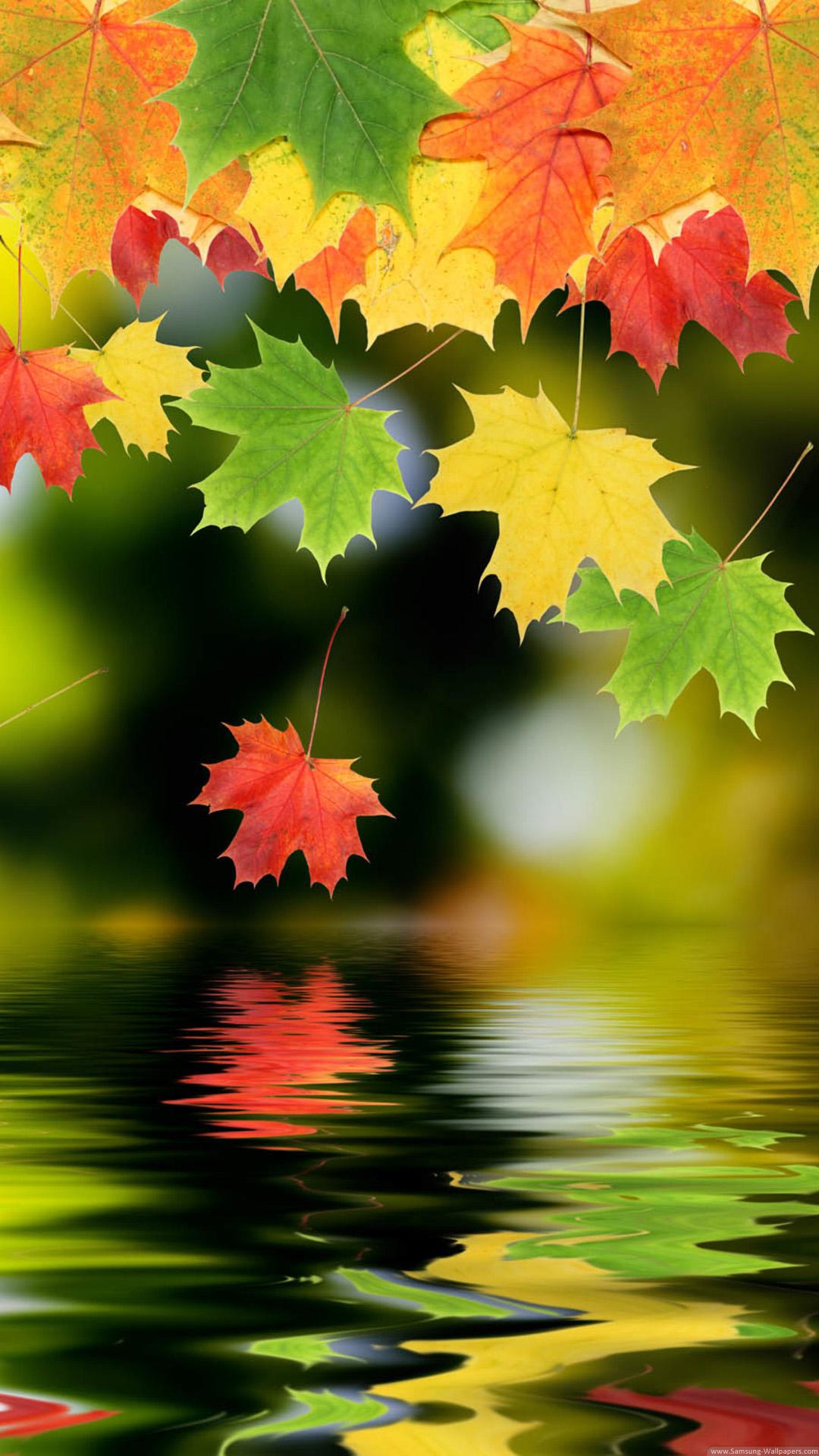 Colorful Autumn Maple Leafs iPhone HD Wallpaper