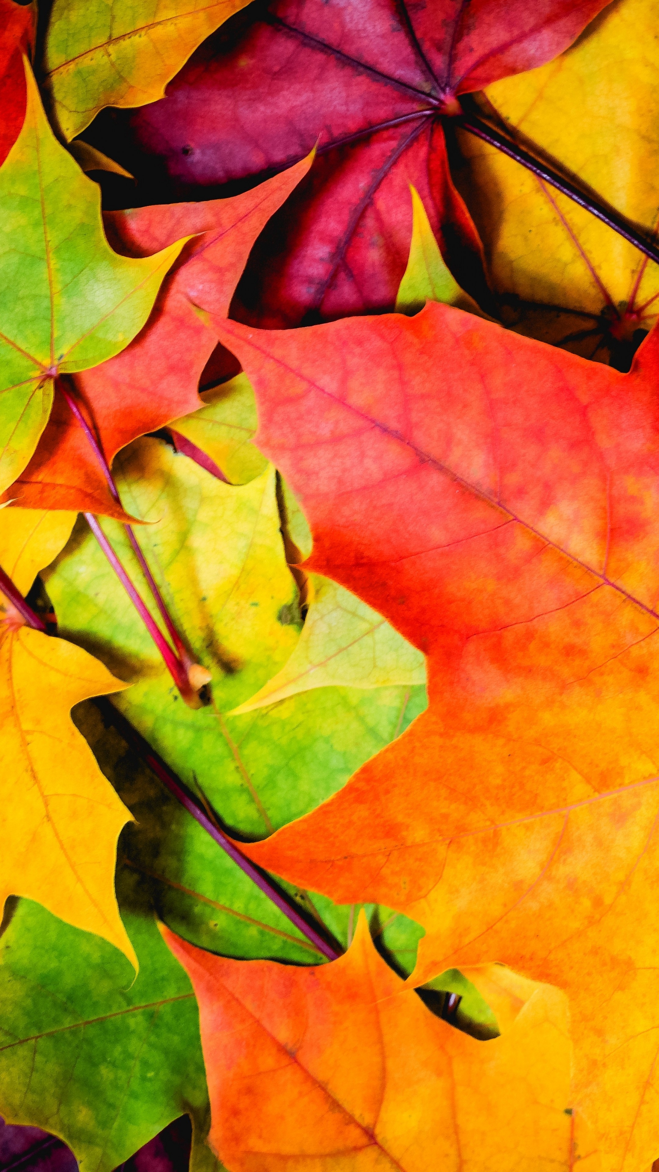 Wallpaper Leaves, 5k, 4k wallpaper, 8k, colorful, autumn