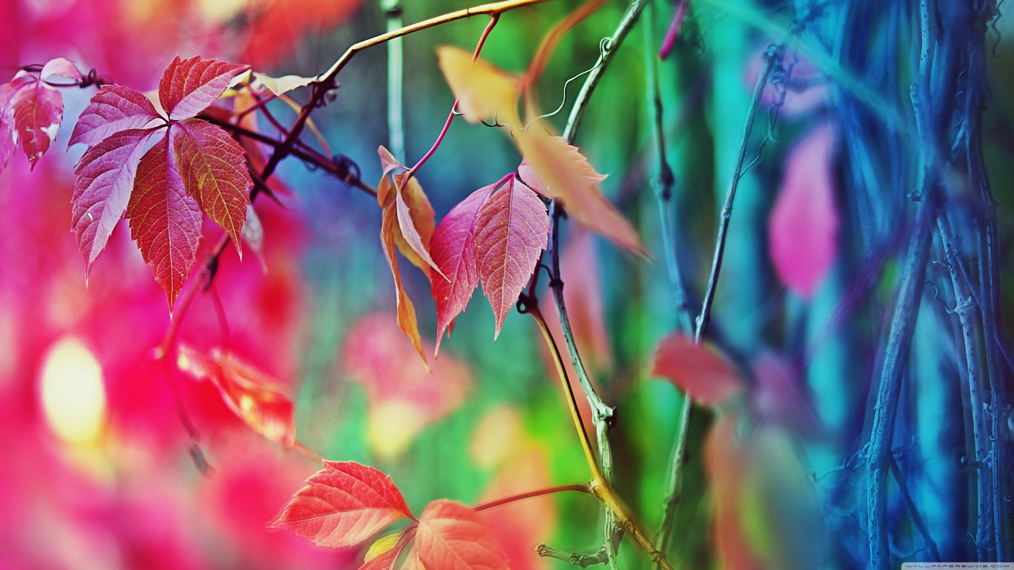 Colorful Leaves HD Wallpaper Ultra HD Hd