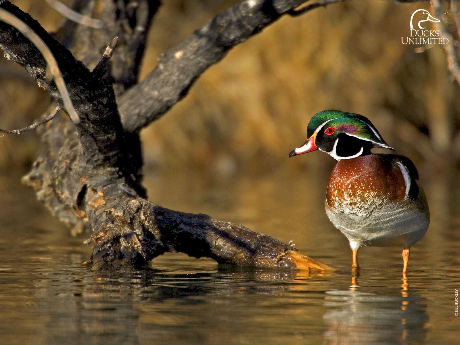 860 Wood Duck Flying Stock Photos Pictures  RoyaltyFree Images  iStock