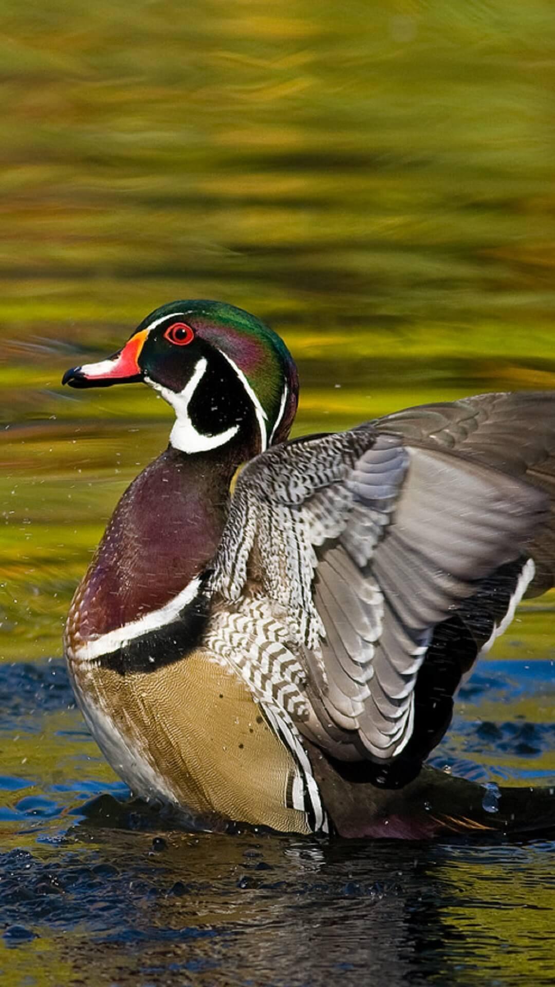 Wood Duck Wallpaper HD for Android