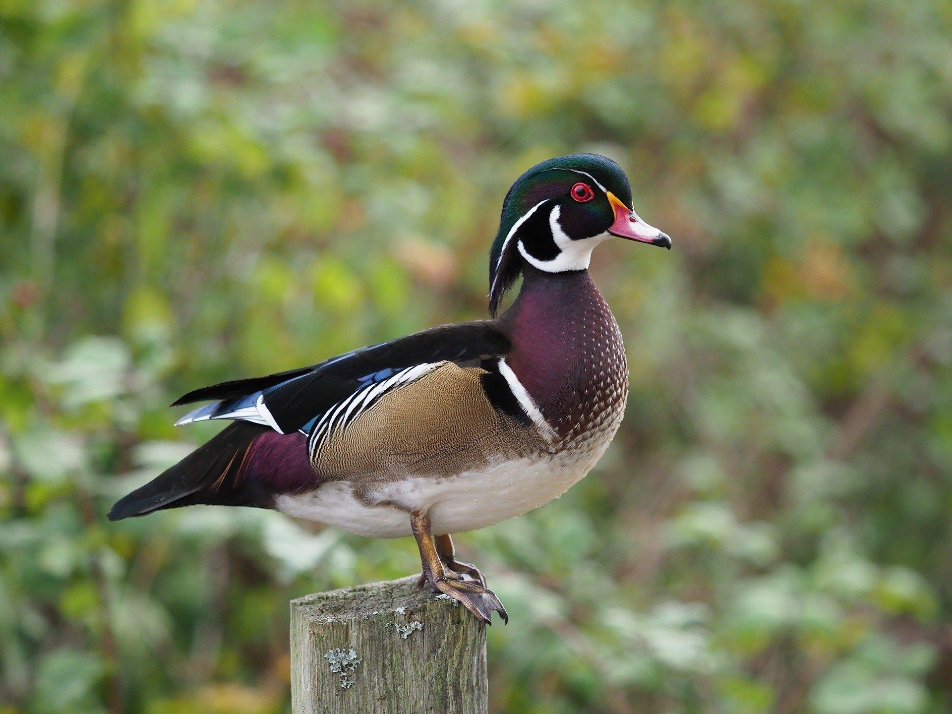 Male Wood Duck HD Wallpaper. Background Imagex1440