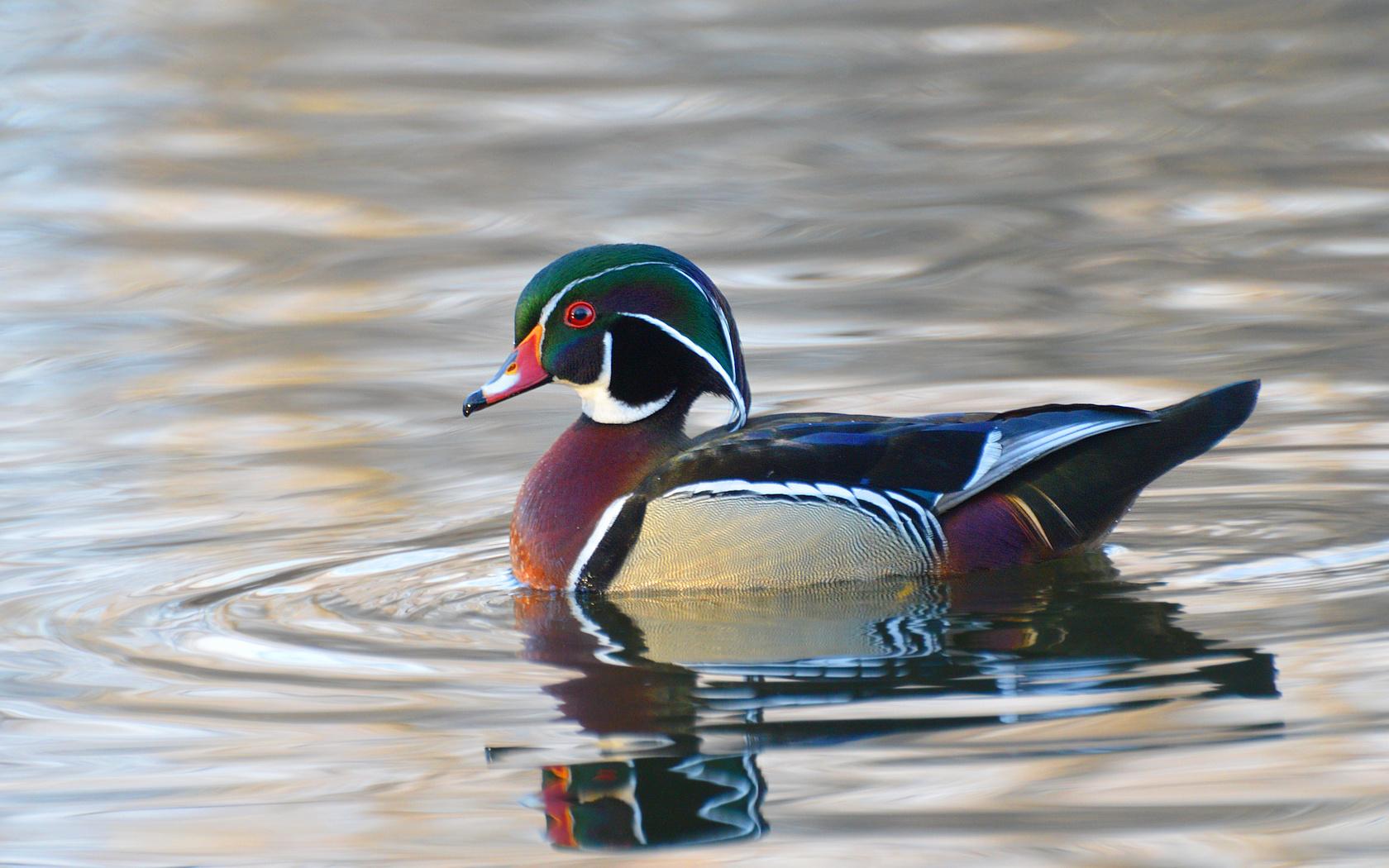Suzanne Britton Nature Photography: Wood Duck