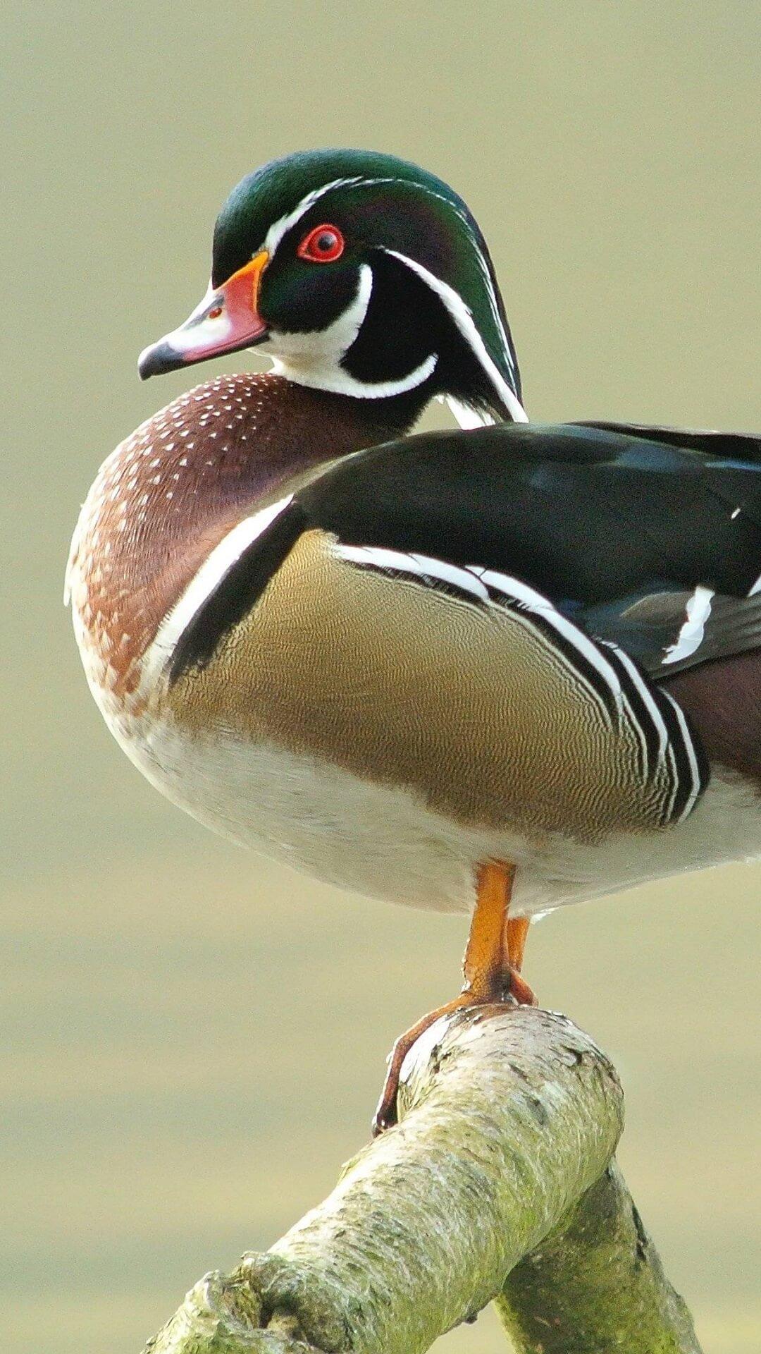 Wood Duck Wallpaper HD for Android