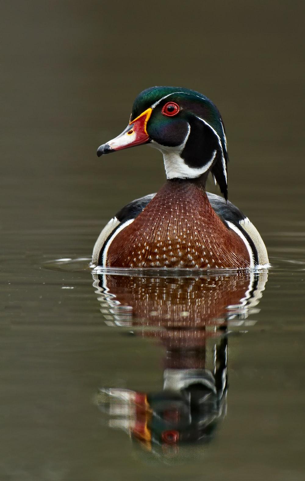 Wood Duck's Reflection at first light. HD photo