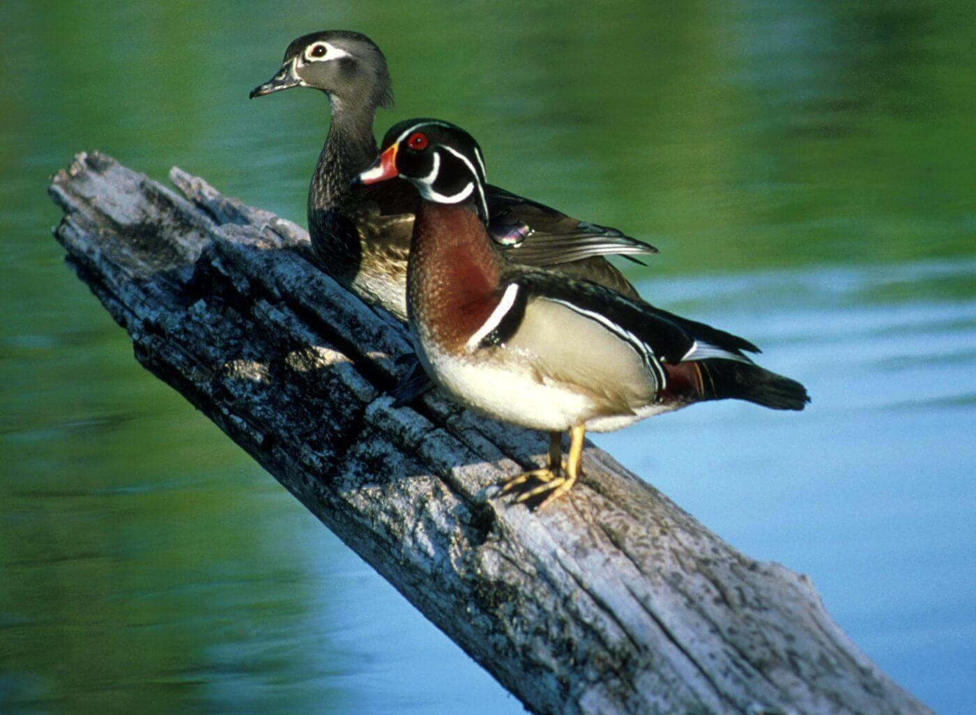 Wood Duck Wallpaper for Android