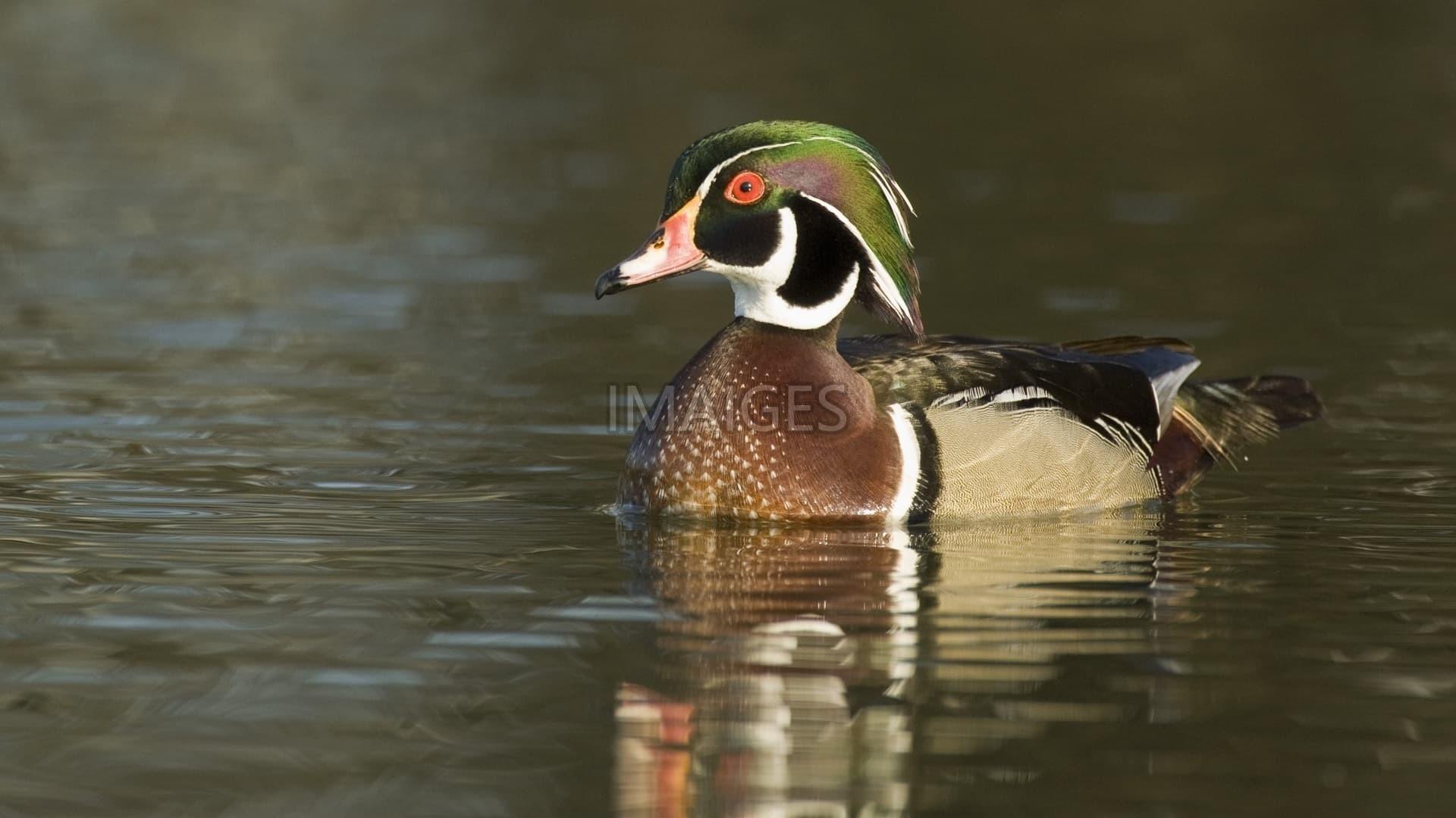 Wood Duck Wallpaper background picture