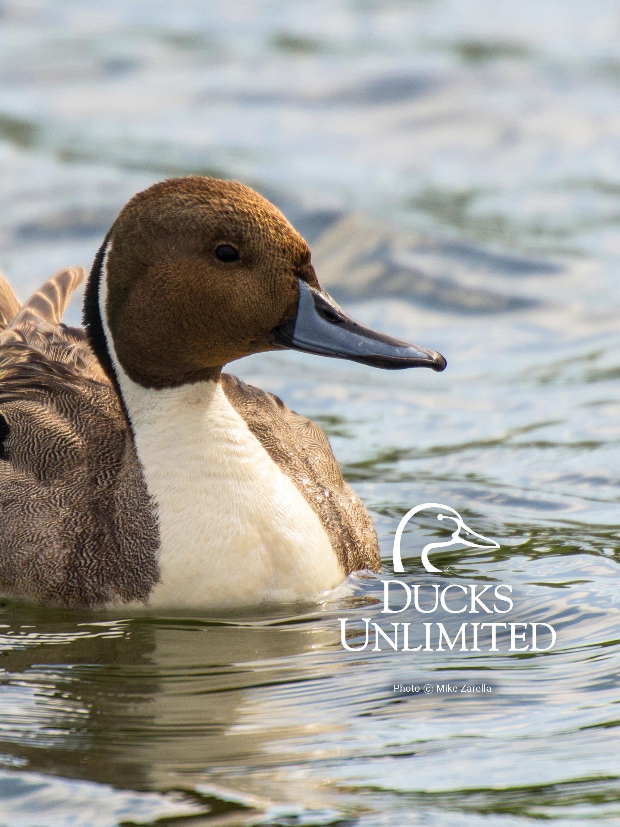 Ducks Unlimited ideas. ducks unlimited, duck, duck hunting