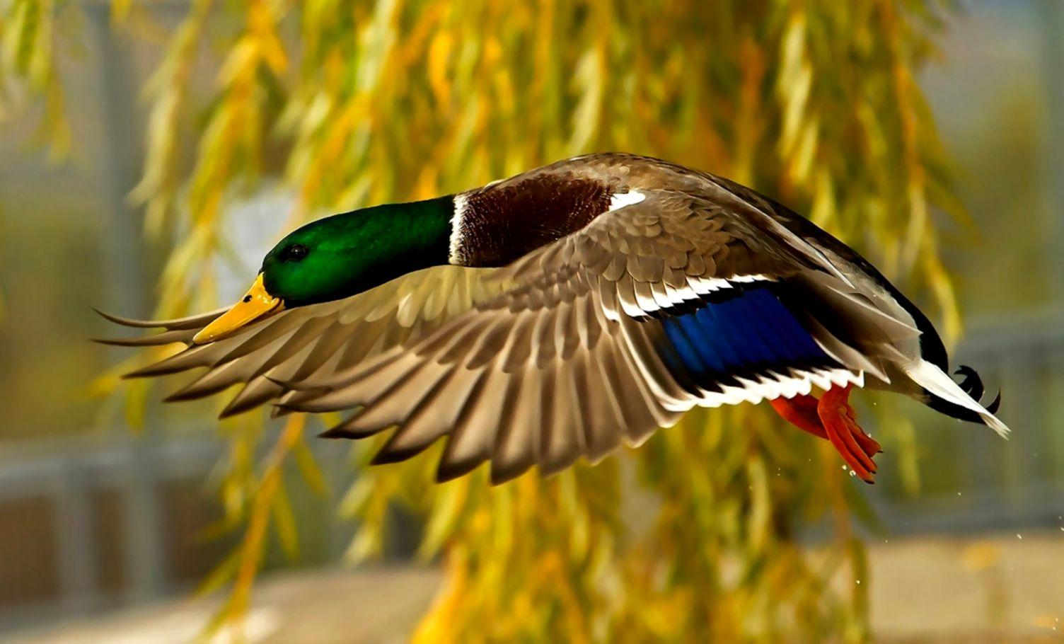 Nature Ducks Flying HD Wallpaper