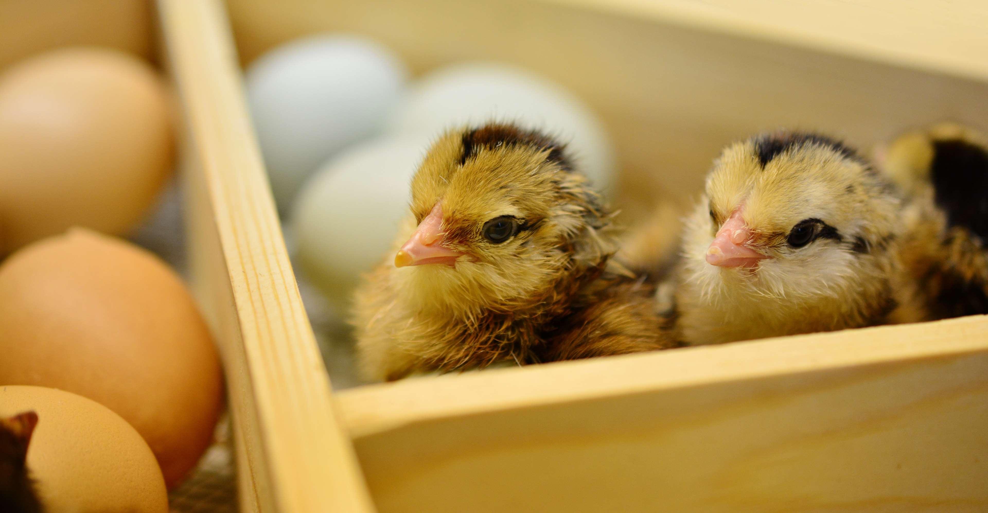 chicken, chicks, eggshell, fluff, fluffy, hatch
