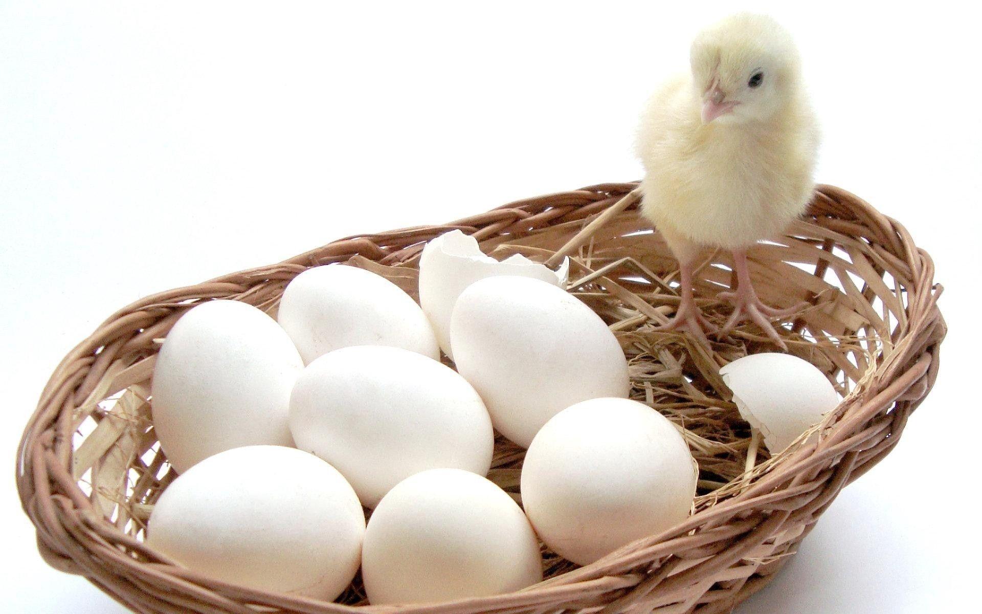 Best Chicken eggs in a basket Wallpaper (8 + Image)
