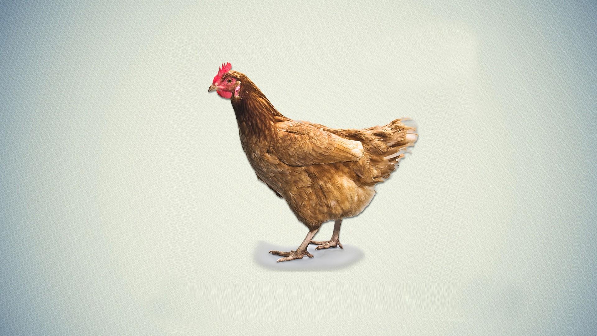 Chicken Background Wallpaper 29041