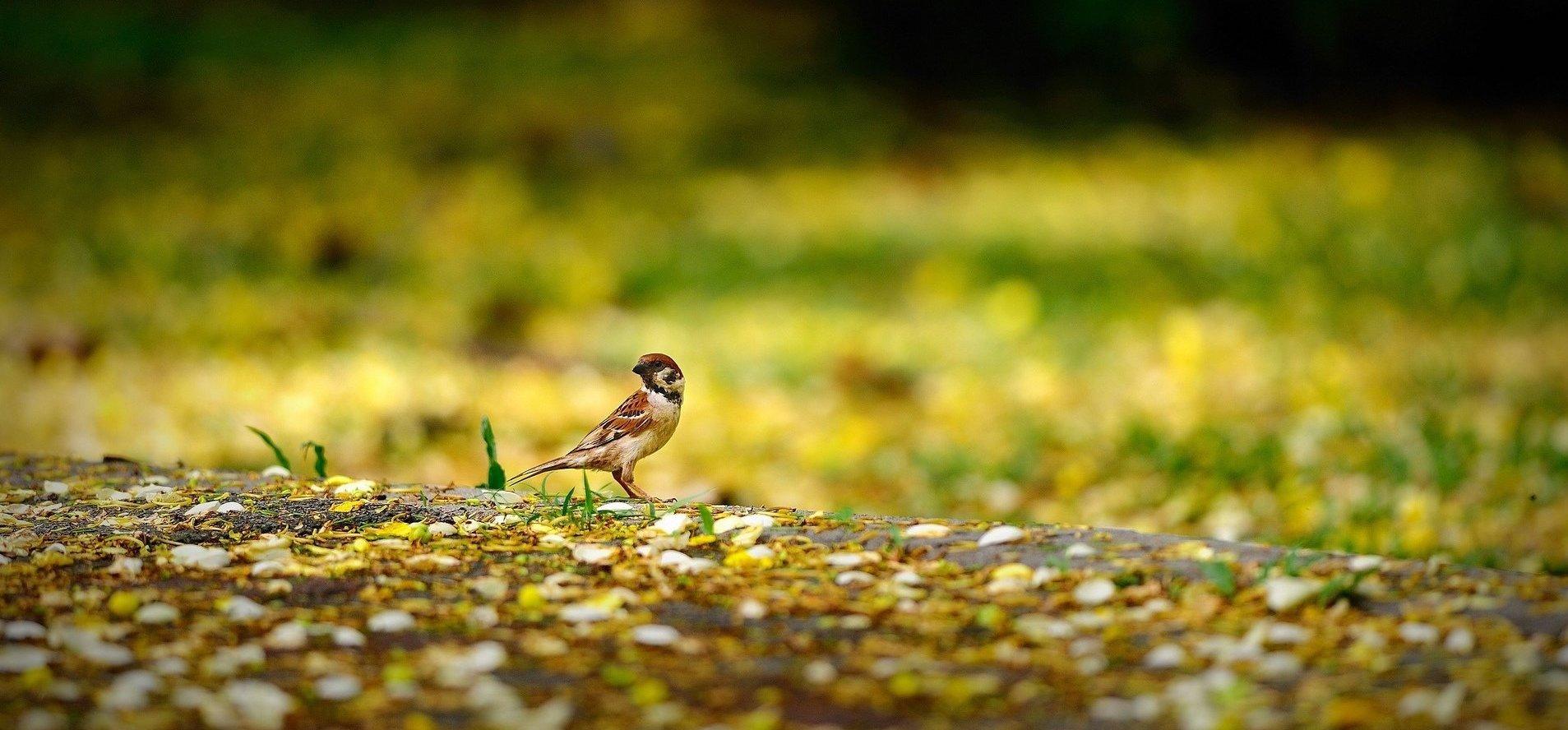 Animals Poultry Sparrow Sparrow Nature Yellow Blur