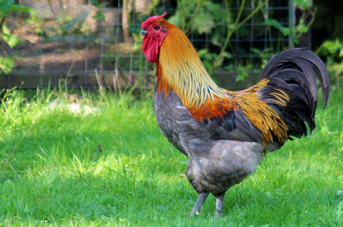 Chicken as Food, Poultry Farming, Egg, Grass, Chicken HD