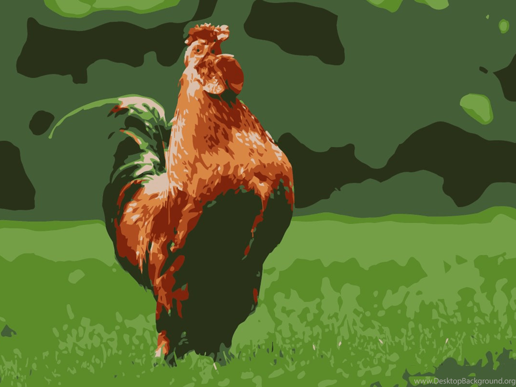 Chicken Free HD Wallpaper Wallpapers HD Desktop Background