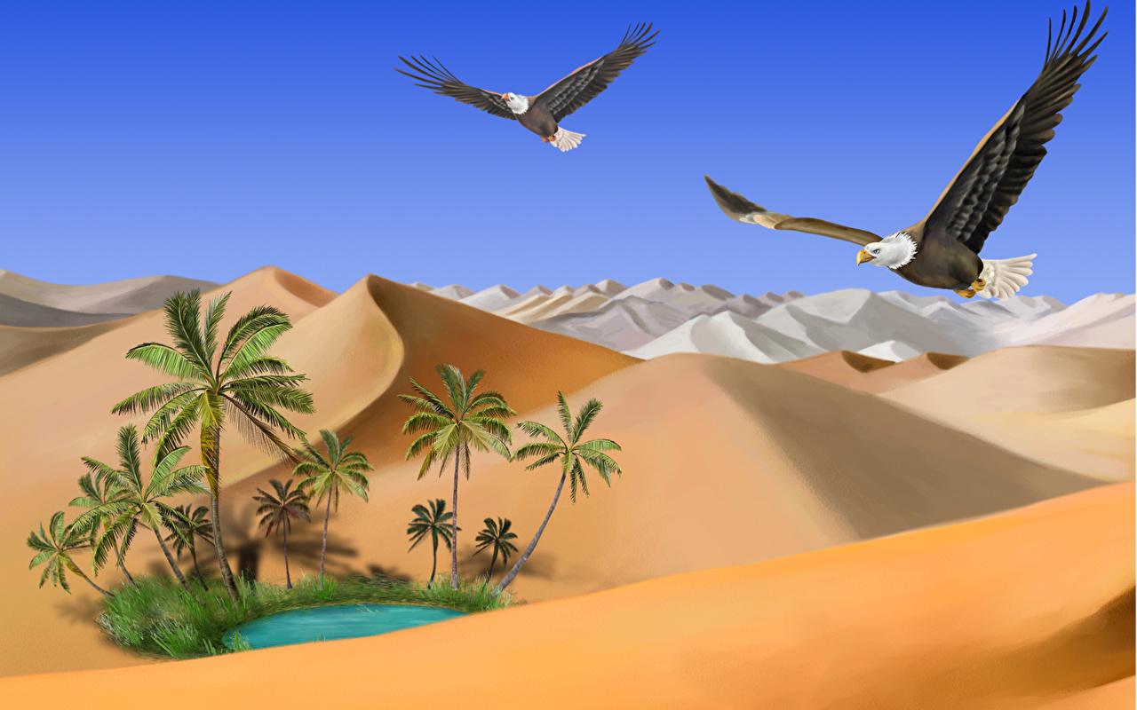 image Bald Eagle Hawk bird Nature Desert Sand animal