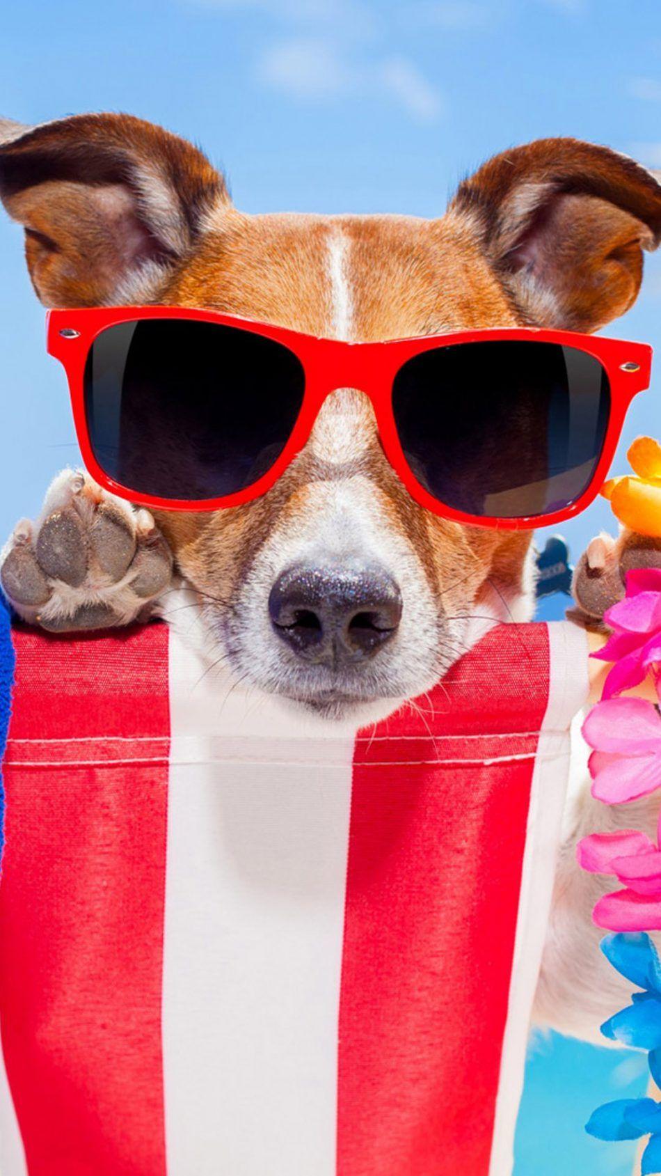 Dog Fun Sunglasses. Dog wallpaper, Best dogs, Cool sunglasses