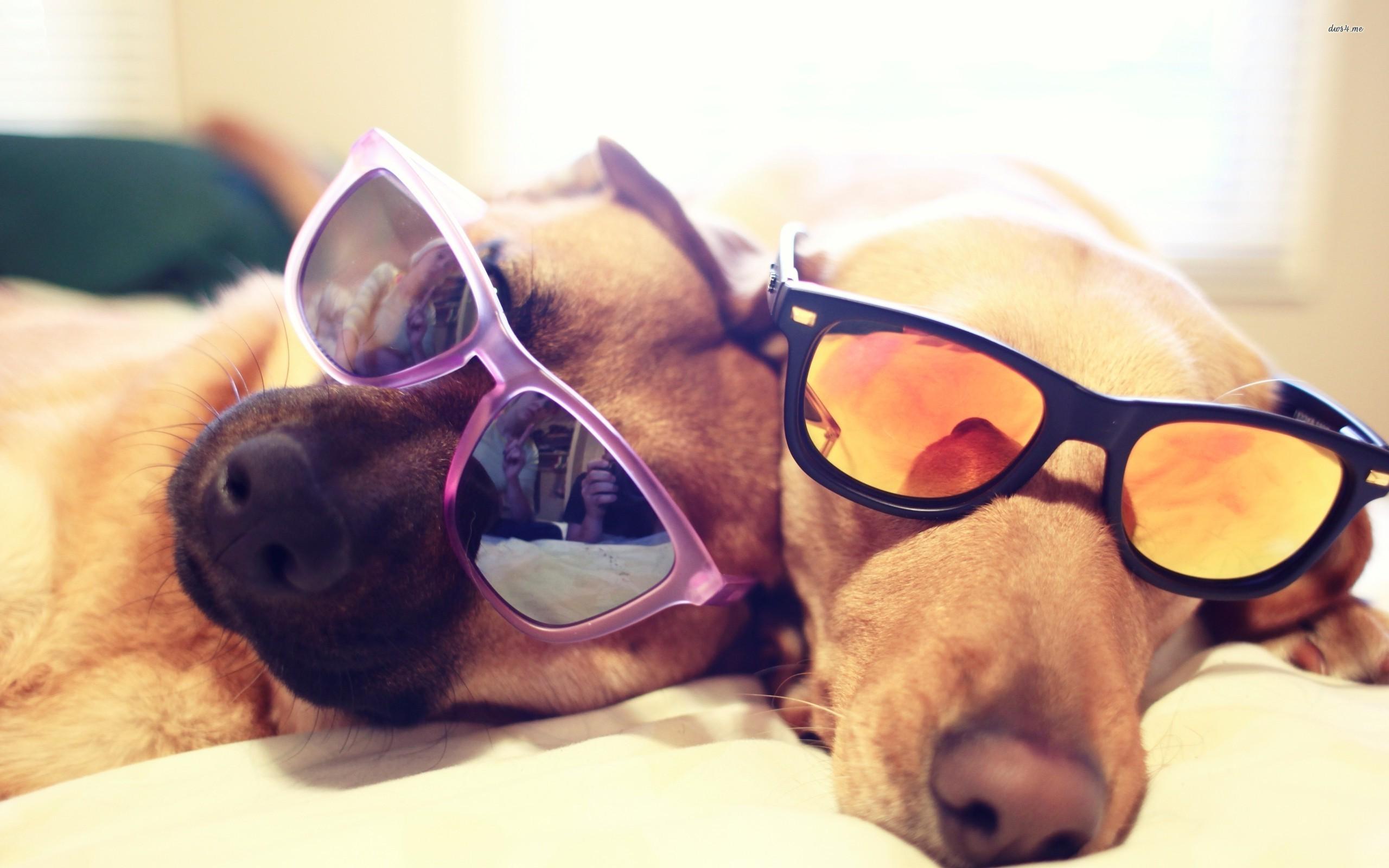 Dog Sunglasses Wallpaper