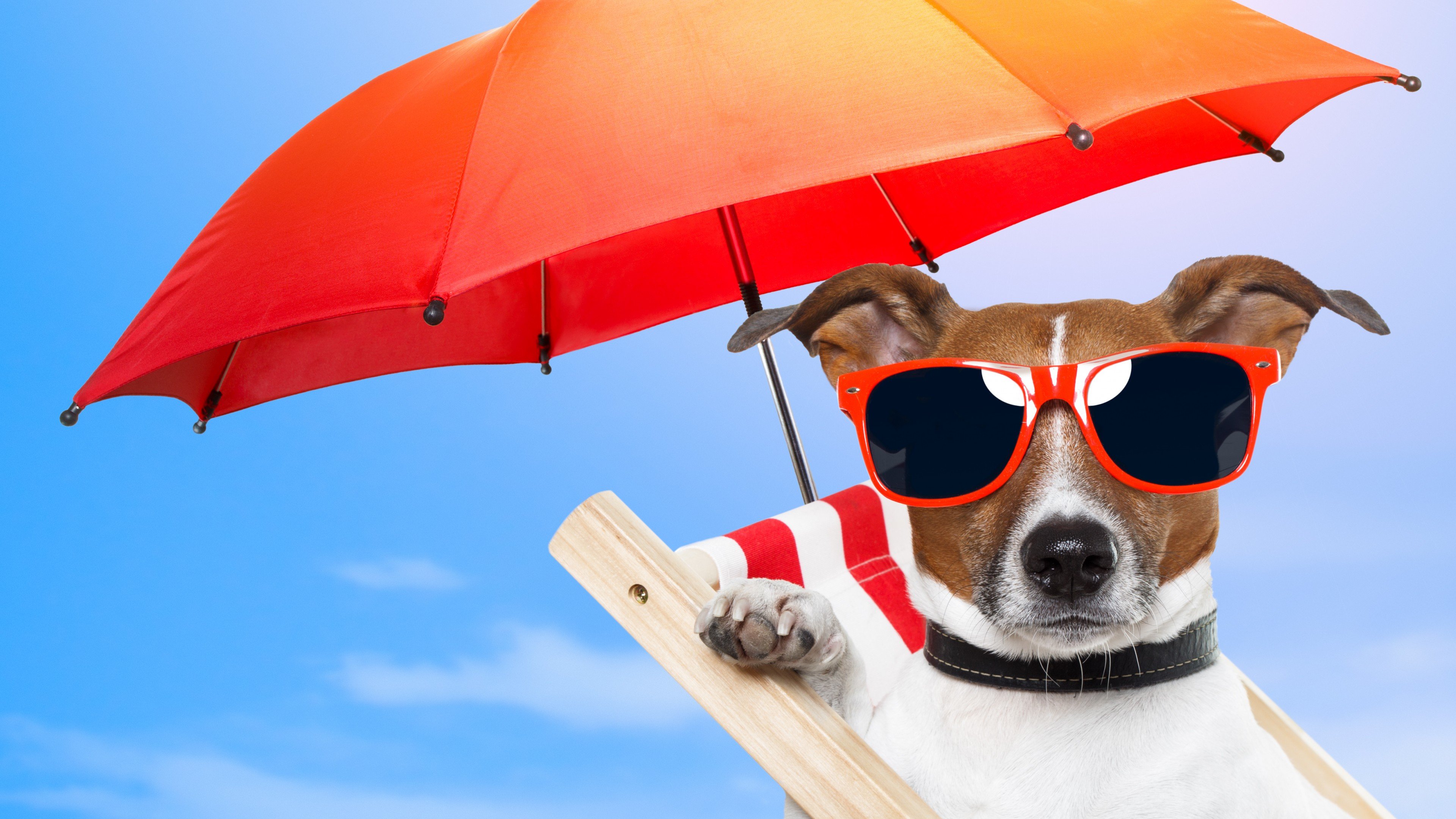 Wallpaper Dog, 5k, 4k wallpaper, 8k, puppy, sun, summer, beach, sunglasses, umbrella, vacation, animal, pet, sky, Animals