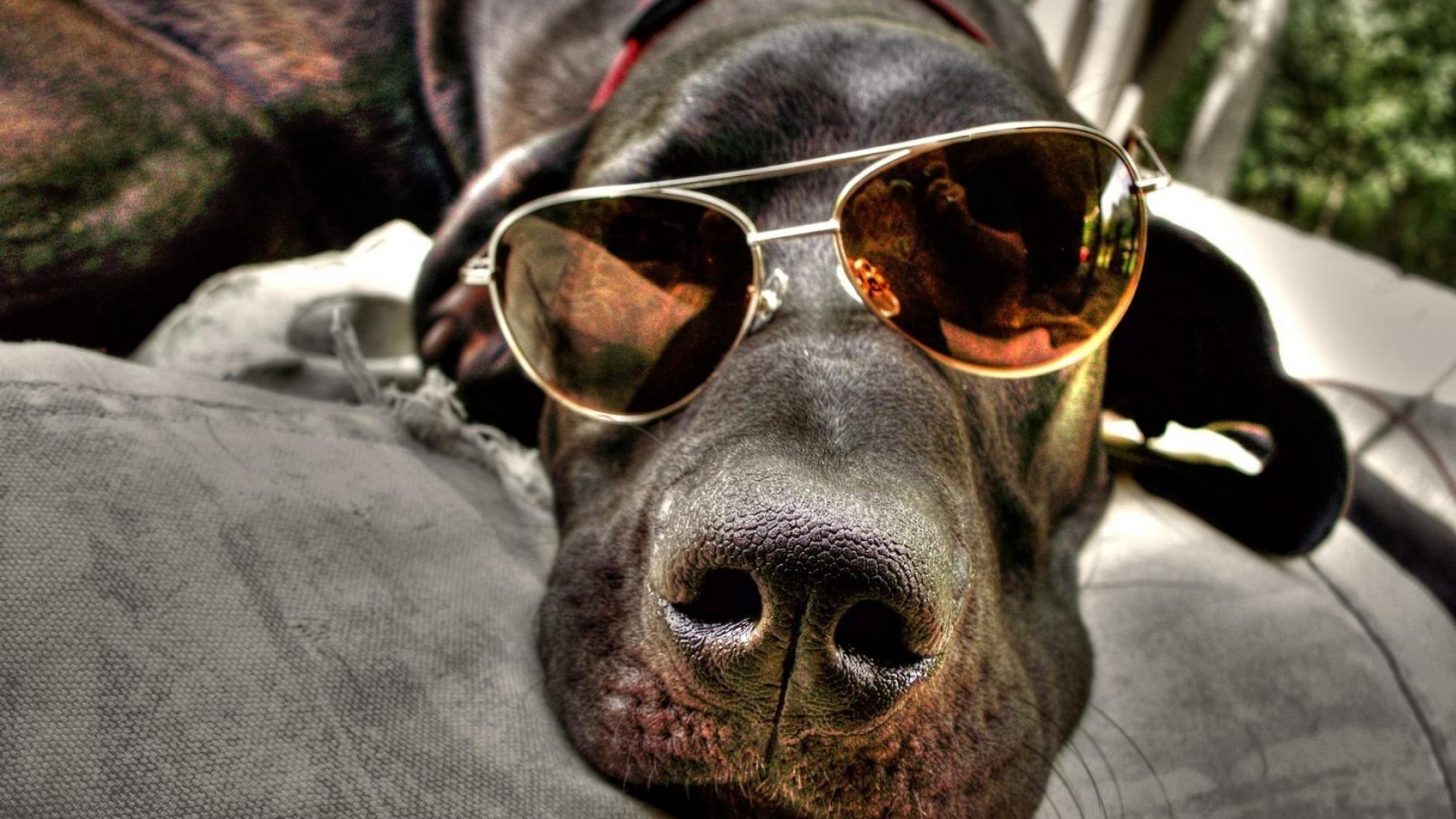 Dog Sunglasses Wallpapers - Wallpaper Cave