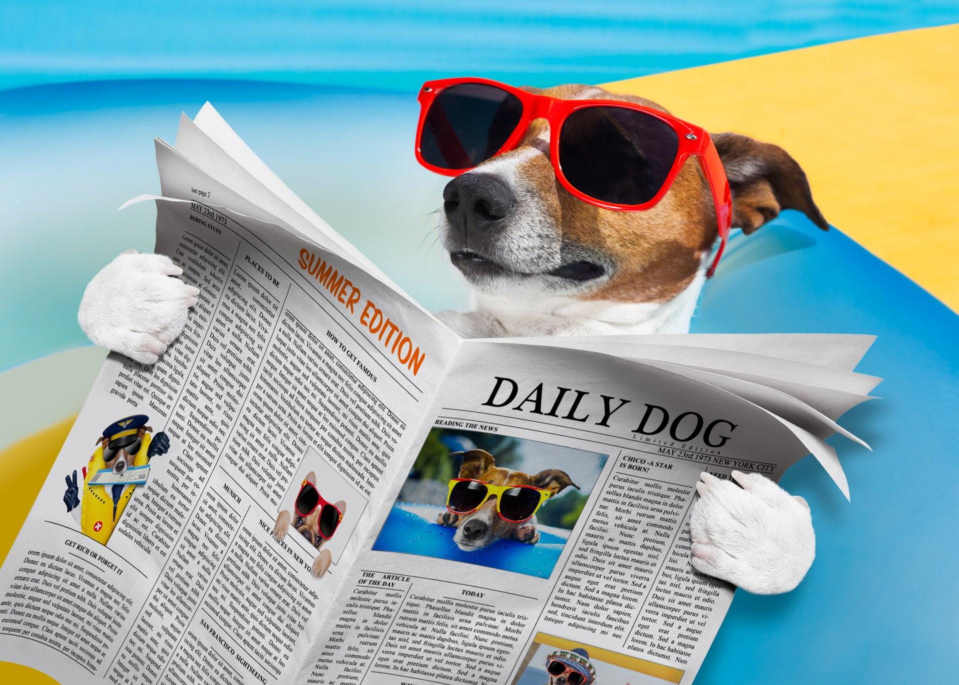 Dog Sunglasses Wallpapers - Wallpaper Cave