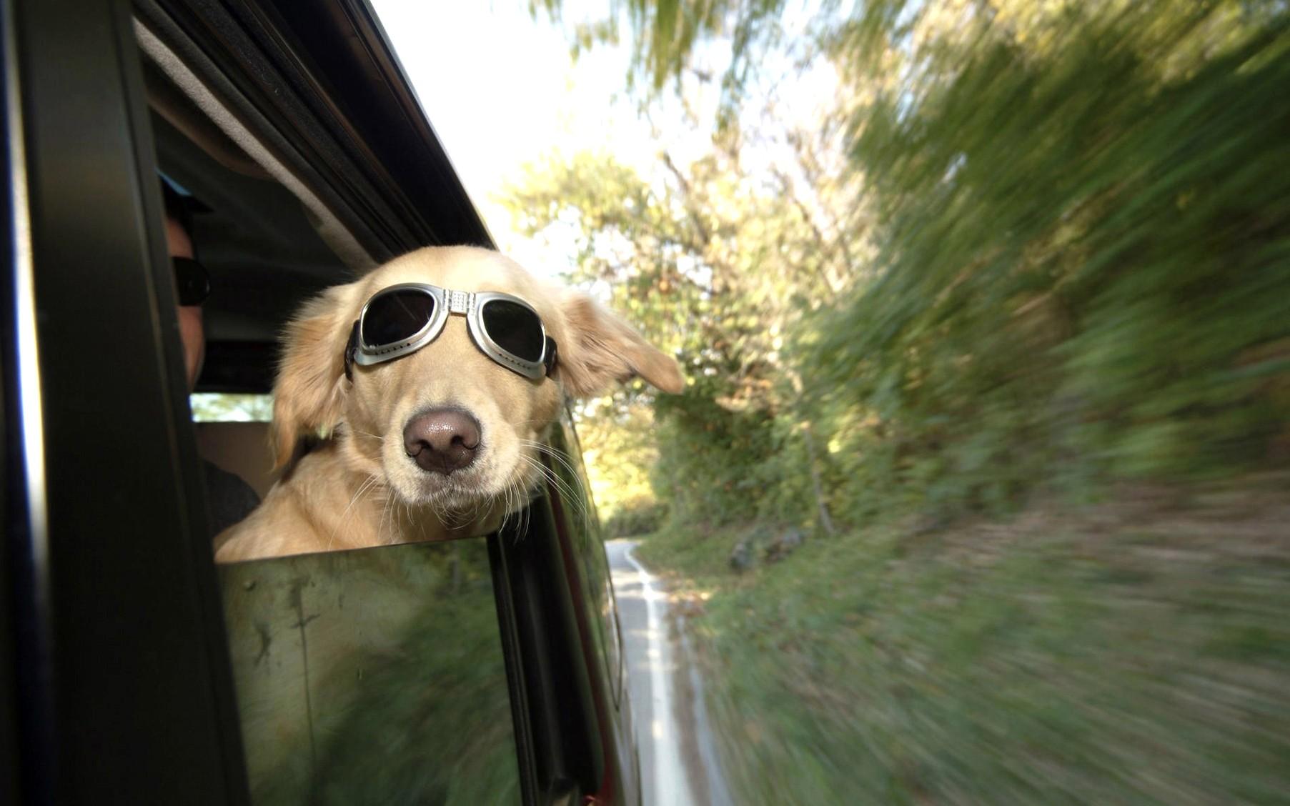 Dog Sunglasses Wallpapers Wallpaper Cave