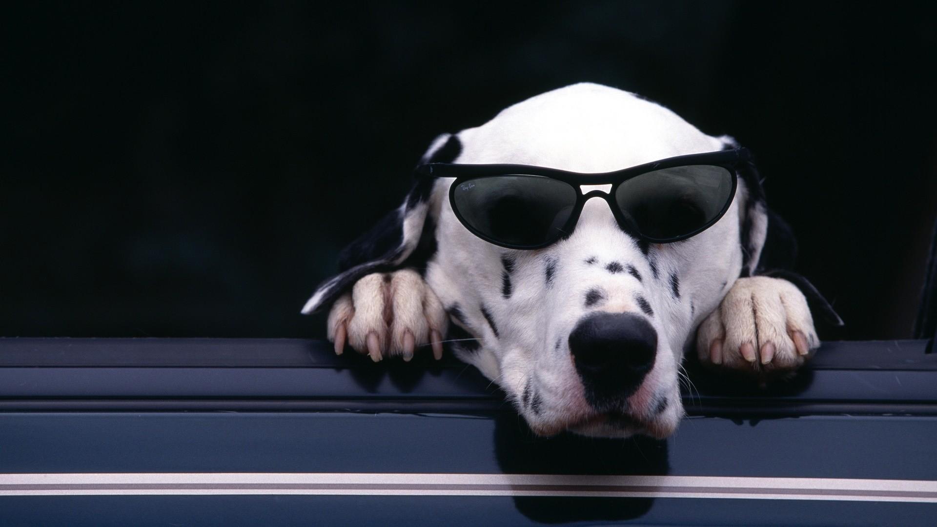 Dalmatian Wallpaper
