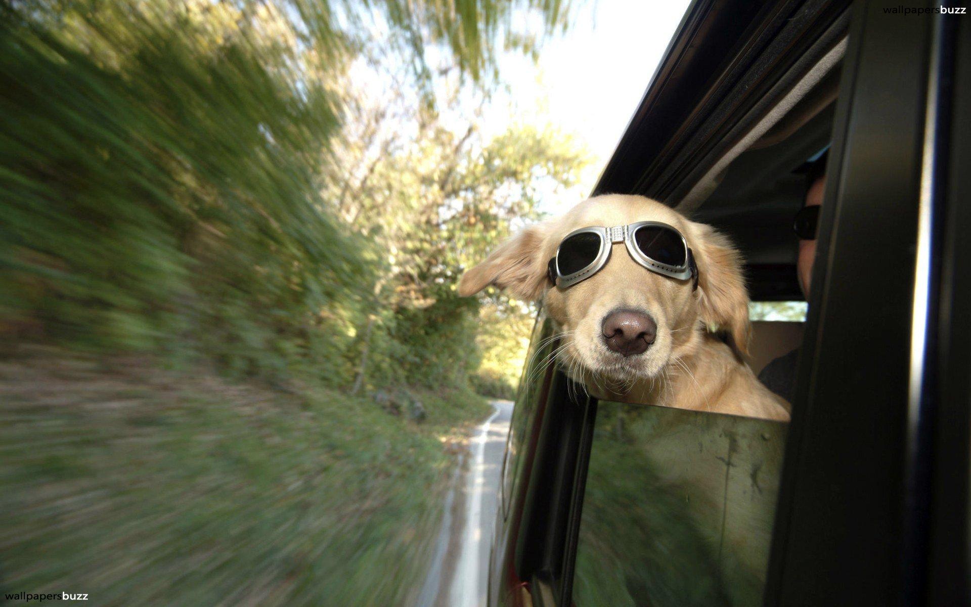 Dog Sunglasses Wallpapers Wallpaper Cave