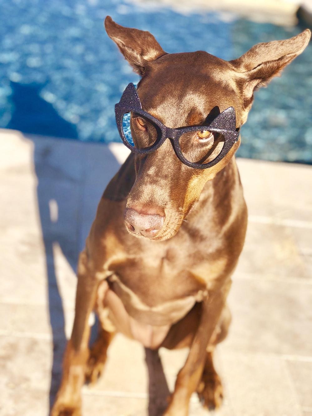 Dog Glasses Picture. Download Free Image