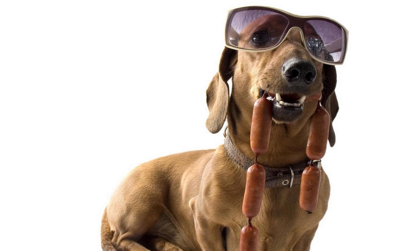 Dog Sunglasses Wallpapers Wallpaper Cave