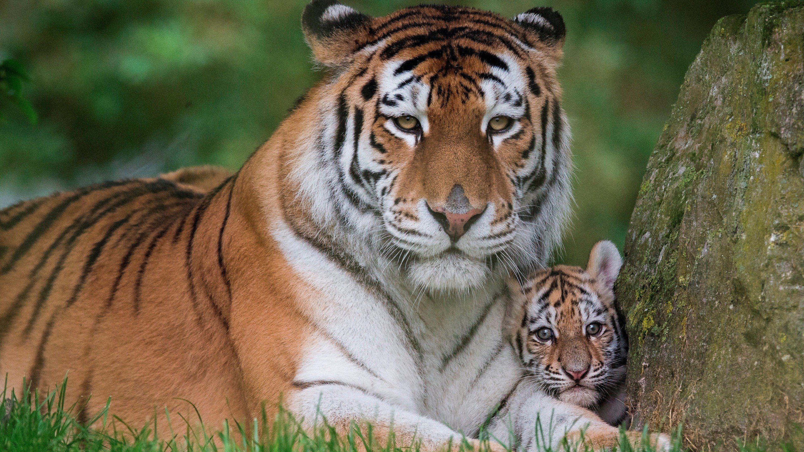 Tiger Mom with His Cute Baby