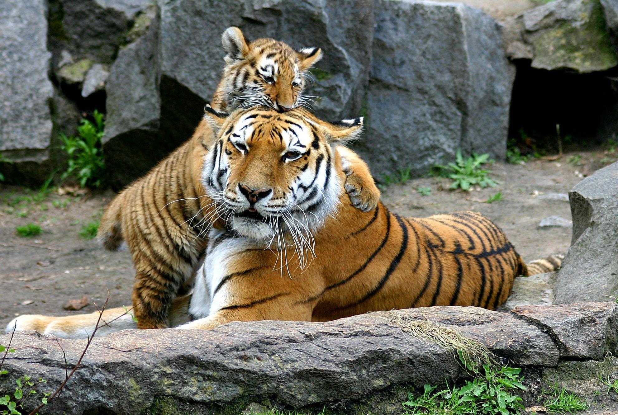 Tiger Baby With Tiger Mother HD desktop wallpaper
