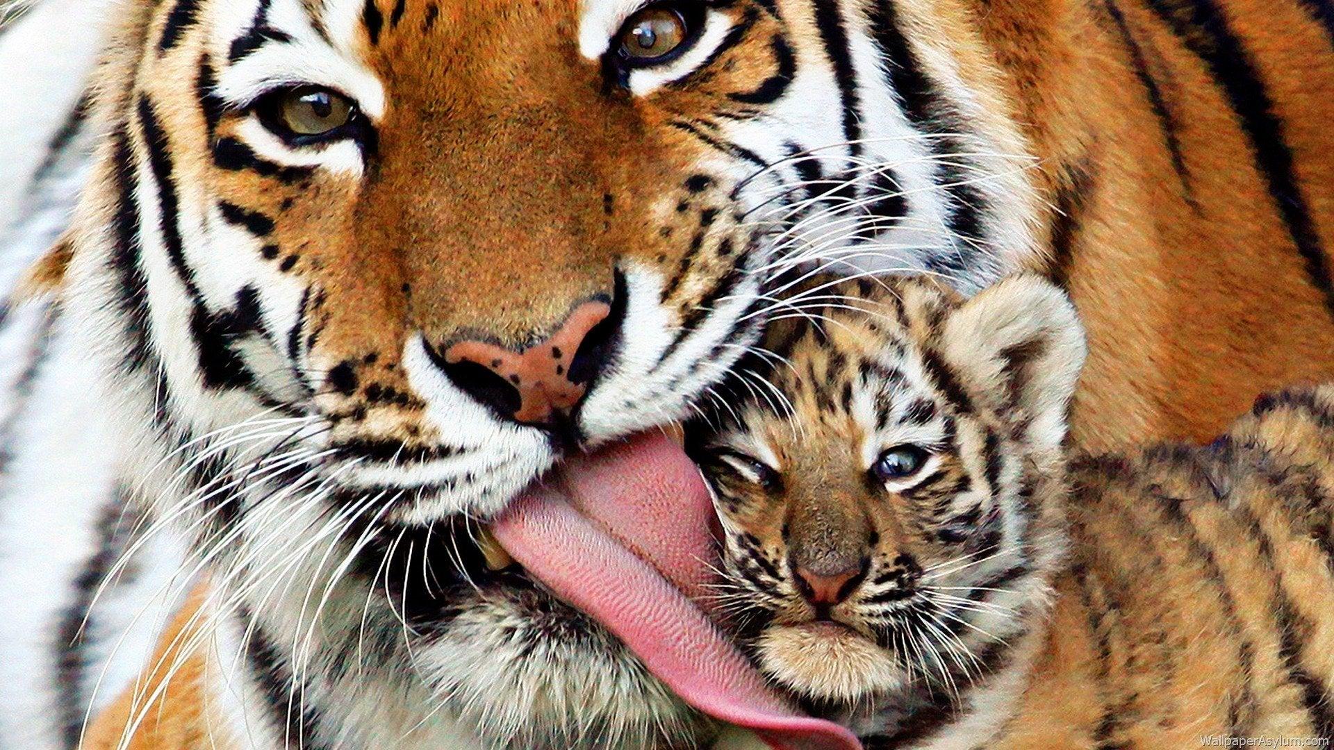 Tiger Mother Licking Her Cub. There are only 000 Tigers
