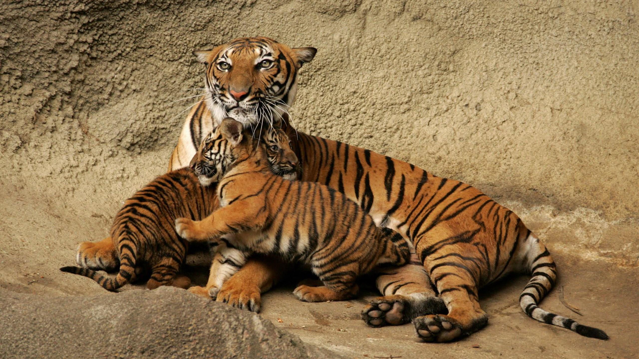 Download Baby Tiger And Mother Tiger Wallpaper