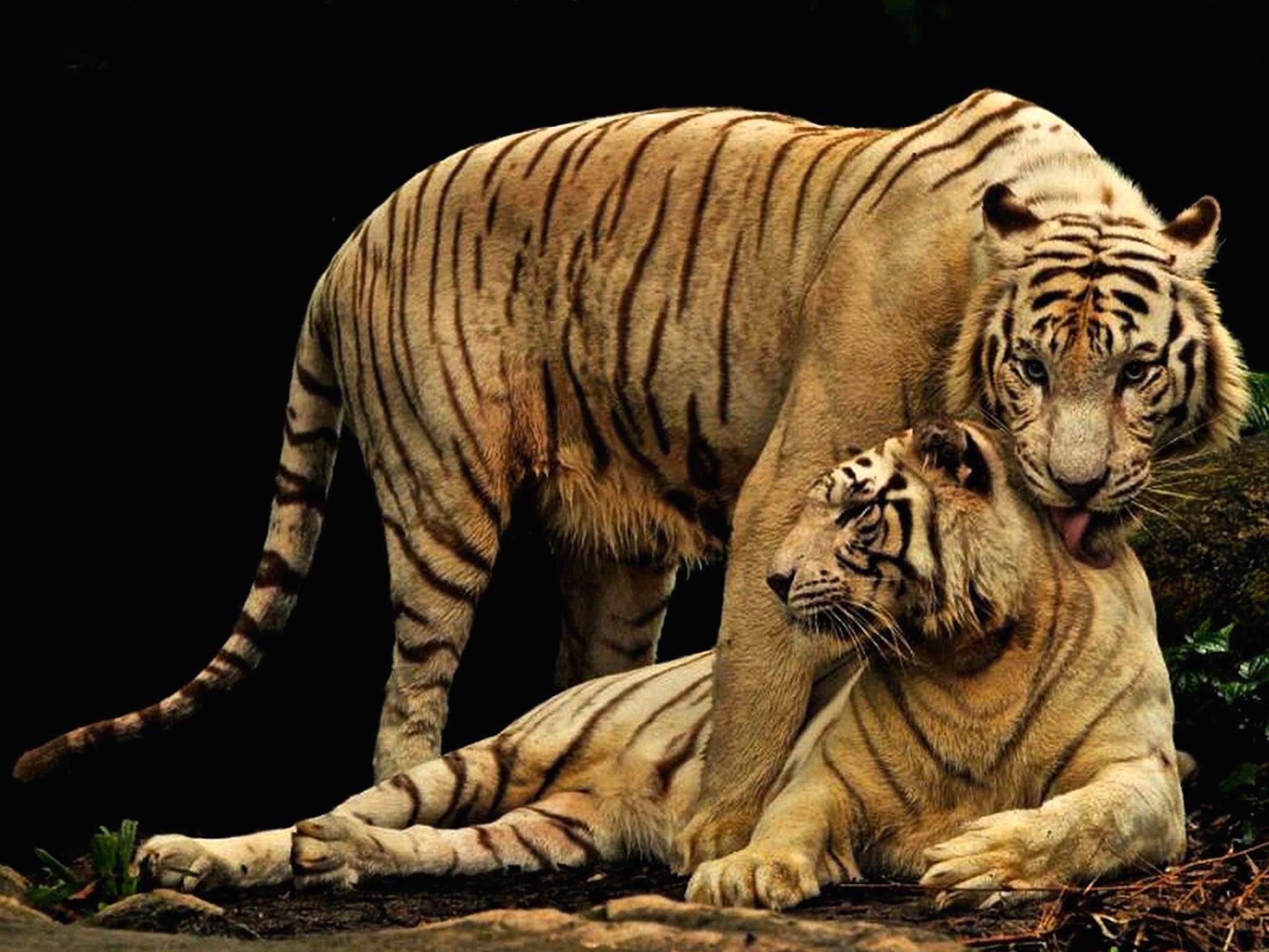 Tiger Motherliness Wallpaper. Free HD Tiger Downloads