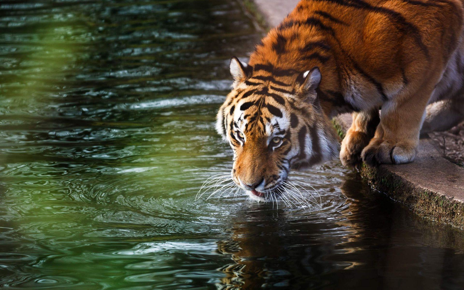 Download Tiger Drink Water Wallpaper. Free Wallpaper. Animals, Tiger wallpaper, Tiger