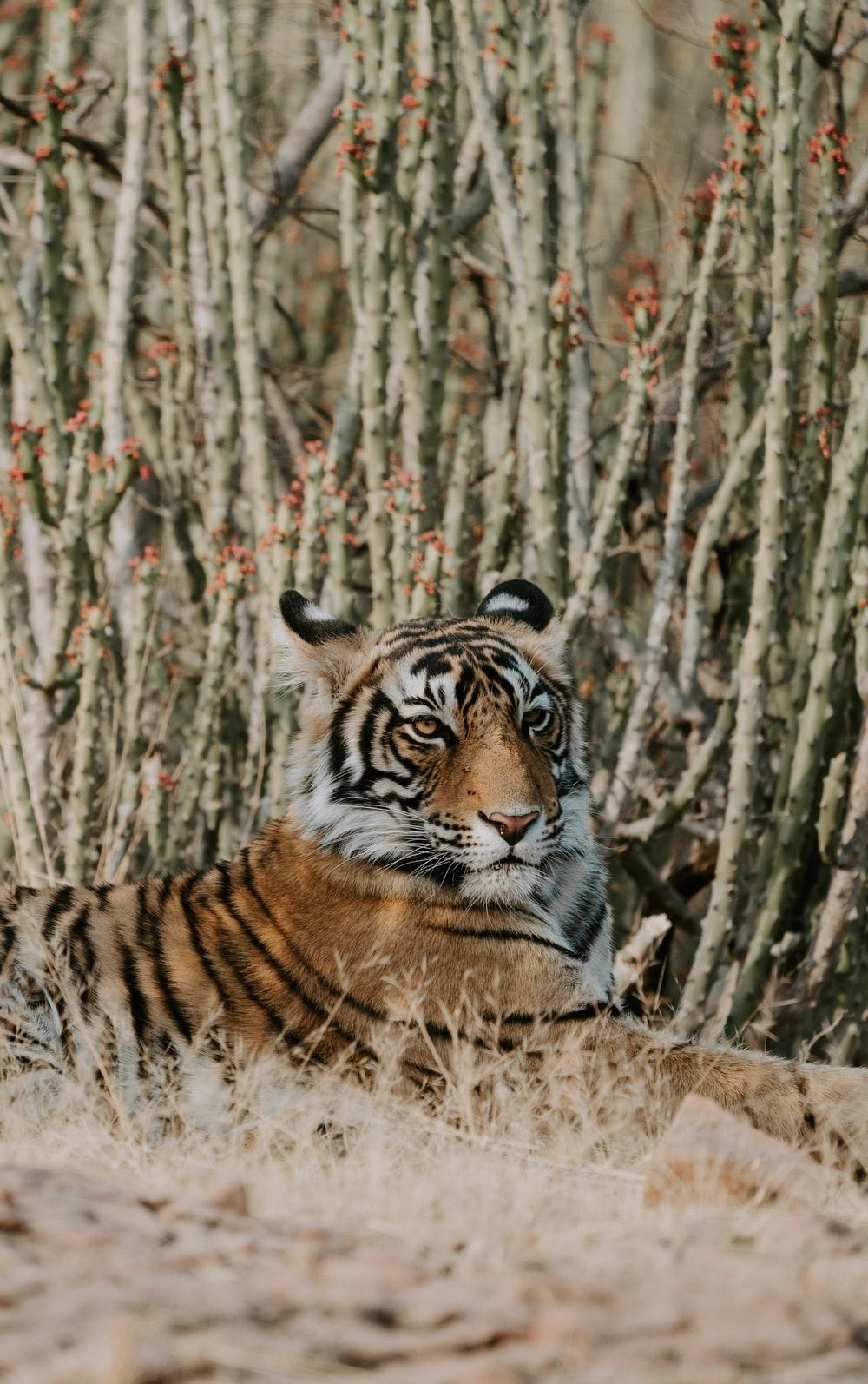 Tiger in a zoo. HD photo