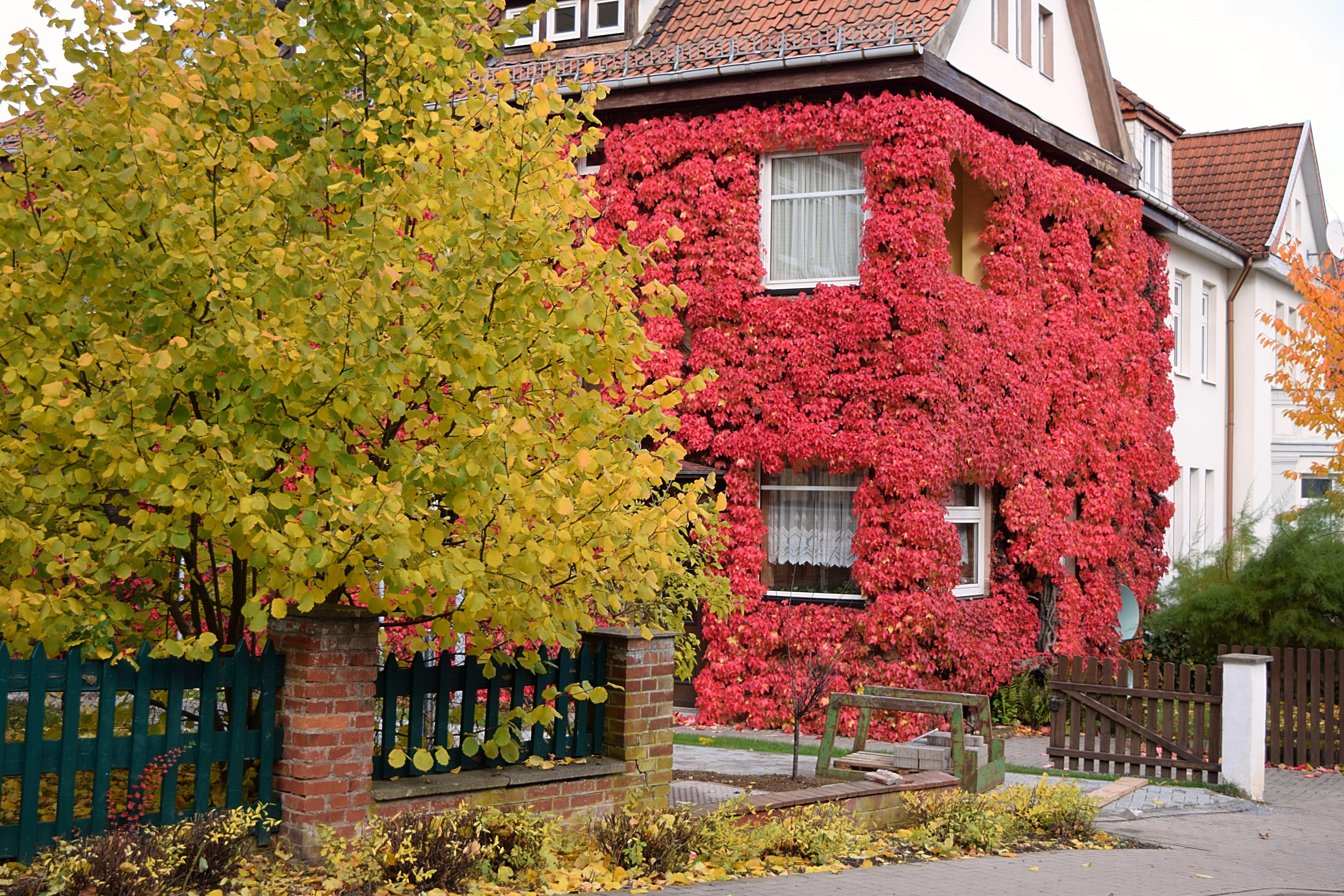 Vine, Red Leaves, Autumn, October, house, building exterior
