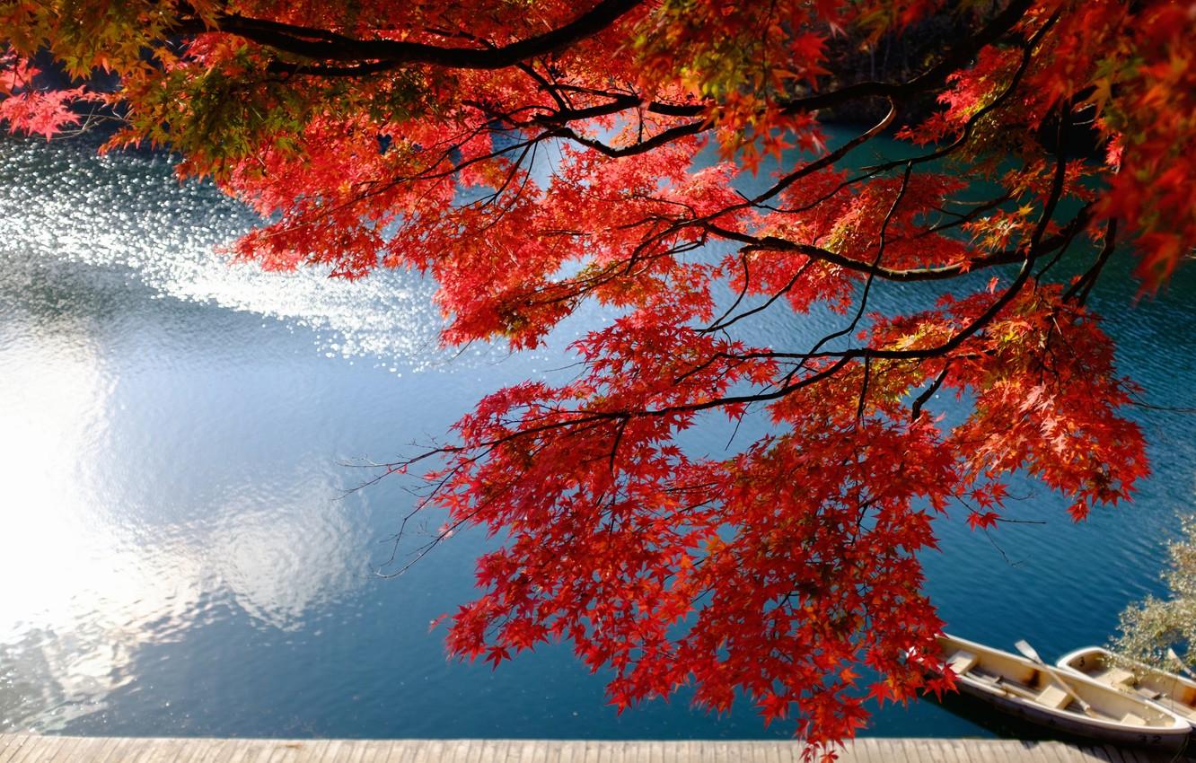 Wallpaper autumn, branches, lake, Marina, boats, Japan