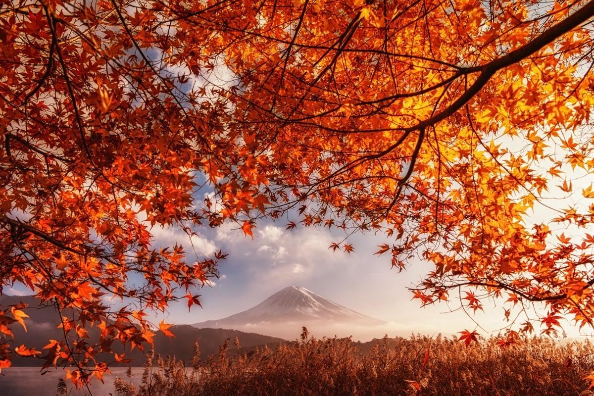 fall, Volcano, Mount Fuji, Japan, Orange, Leaves, Mountain, Mist, Lake, Shrubs, Nature, Landscape, Sunlight Wallpaper HD / Desktop and Mobile Background