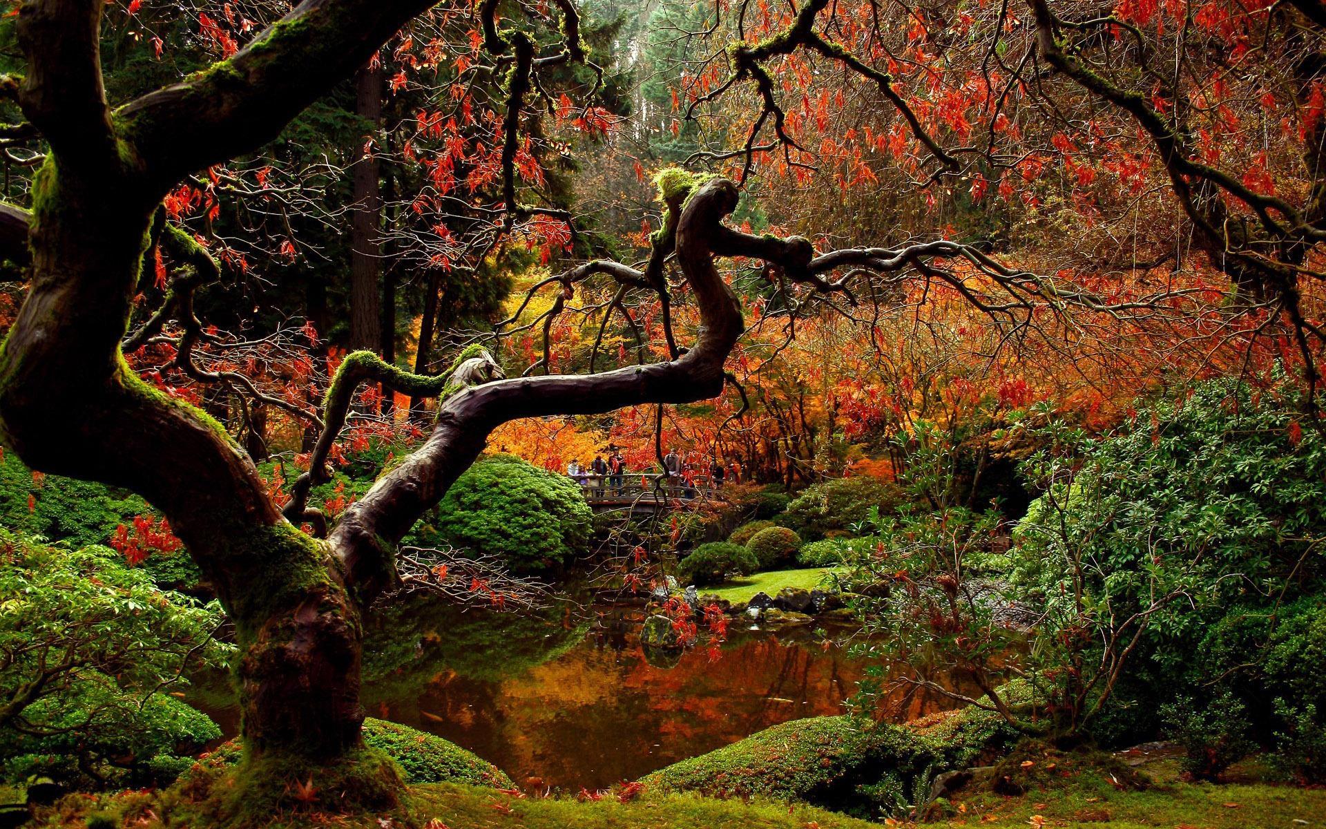 Japanese garden in the autumn HD desktop wallpaper