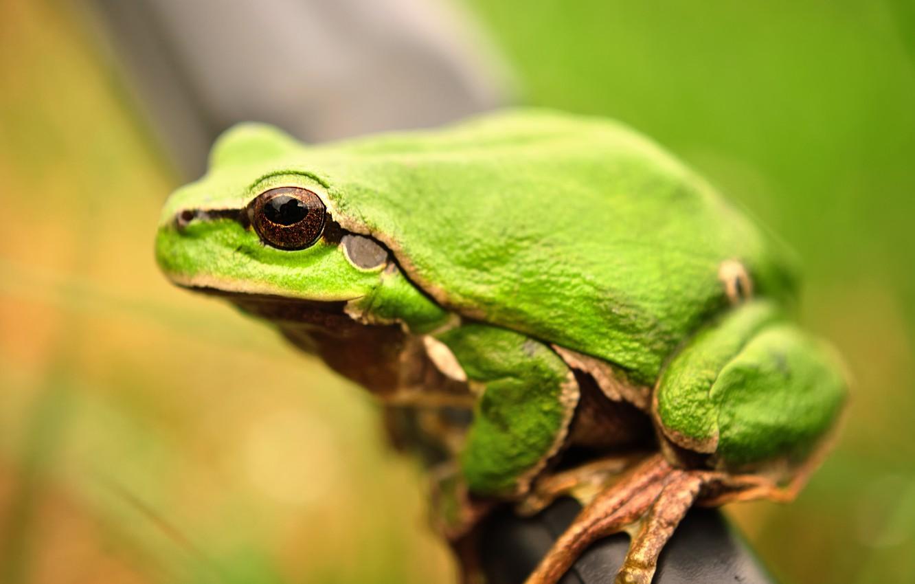 Wallpaper macro, frog, amphibians image for desktop
