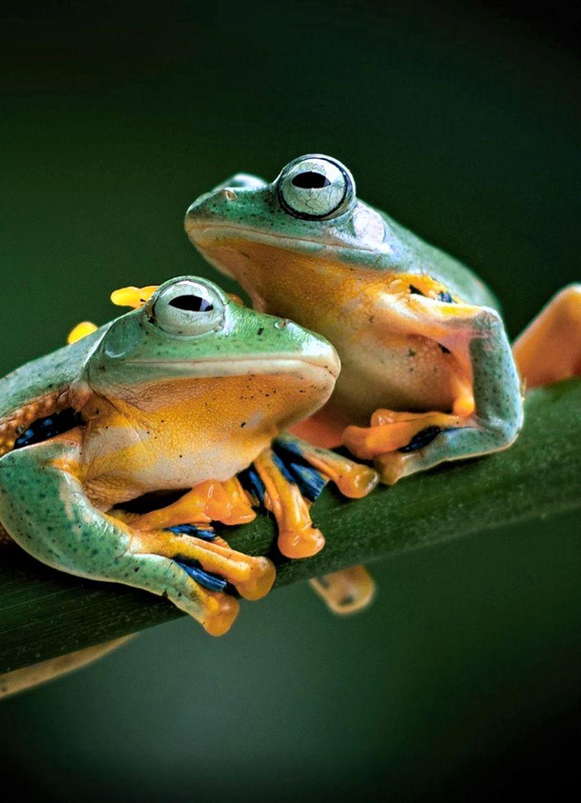 Frogs Animals Nature Amphibians wallpaper Gallery