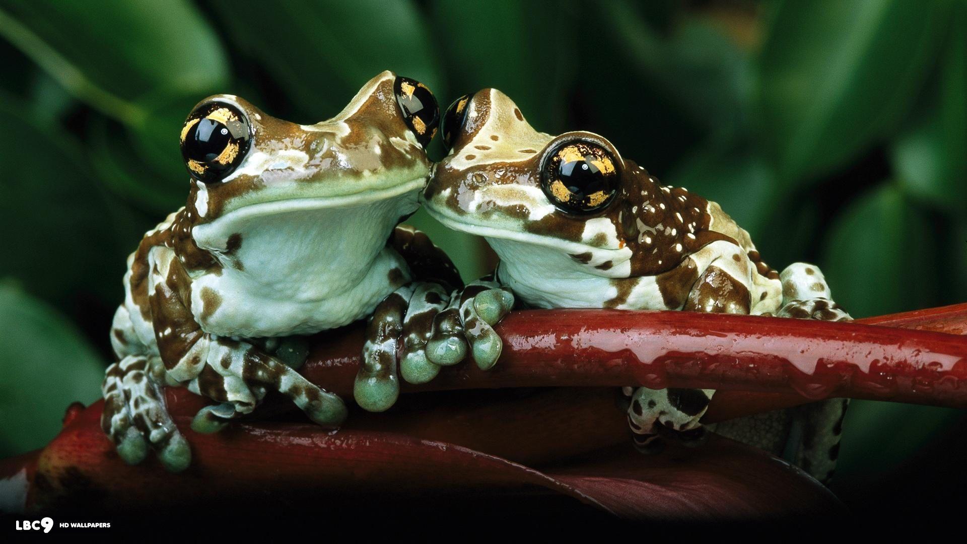Animal Frog Frogs Macro Wildlife Amphibian Wallpaper  Amphibians Animals  Frog