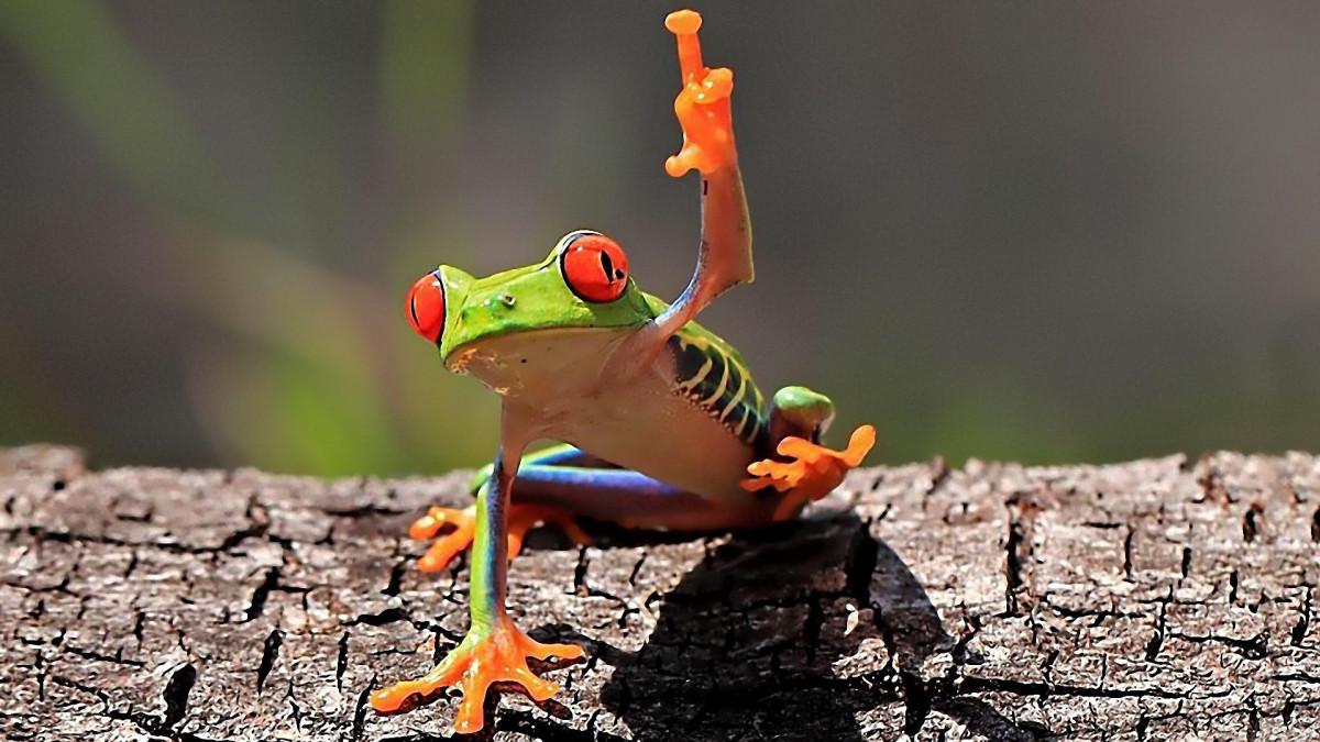 Animals Frogs Red Eyed Tree Frog Amphibians HD Wallpaper