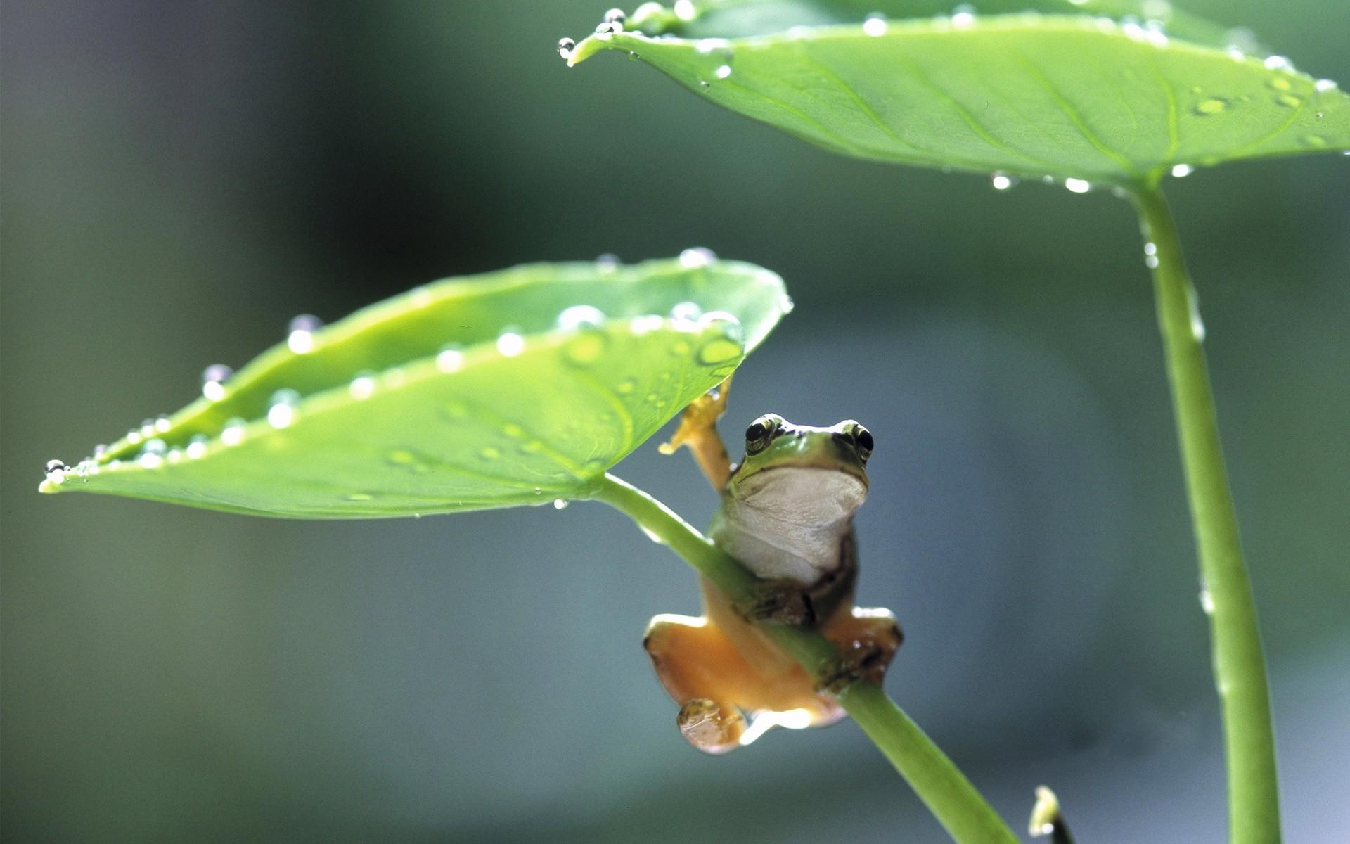 nature, animals, leaves, frogs, Amphibians wallpaper